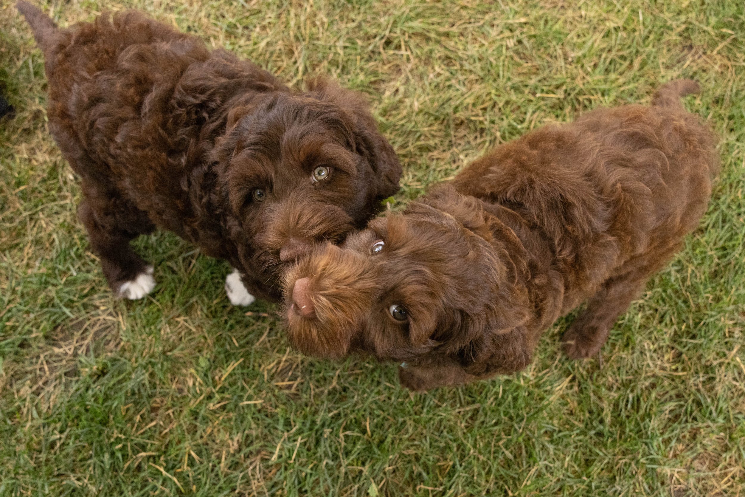 Puppies10Wks-119.jpg