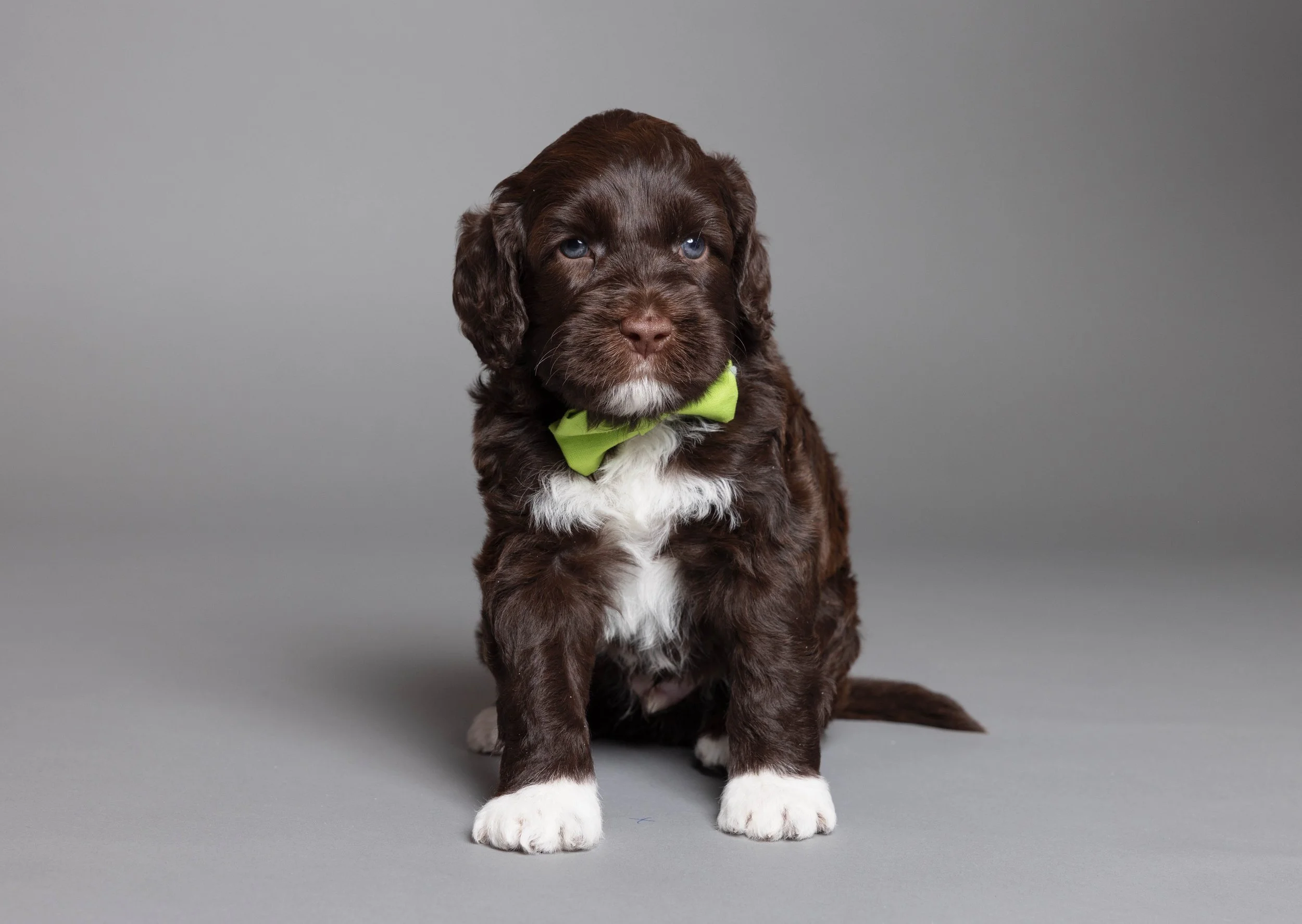 Puppies5Wks-026.jpg