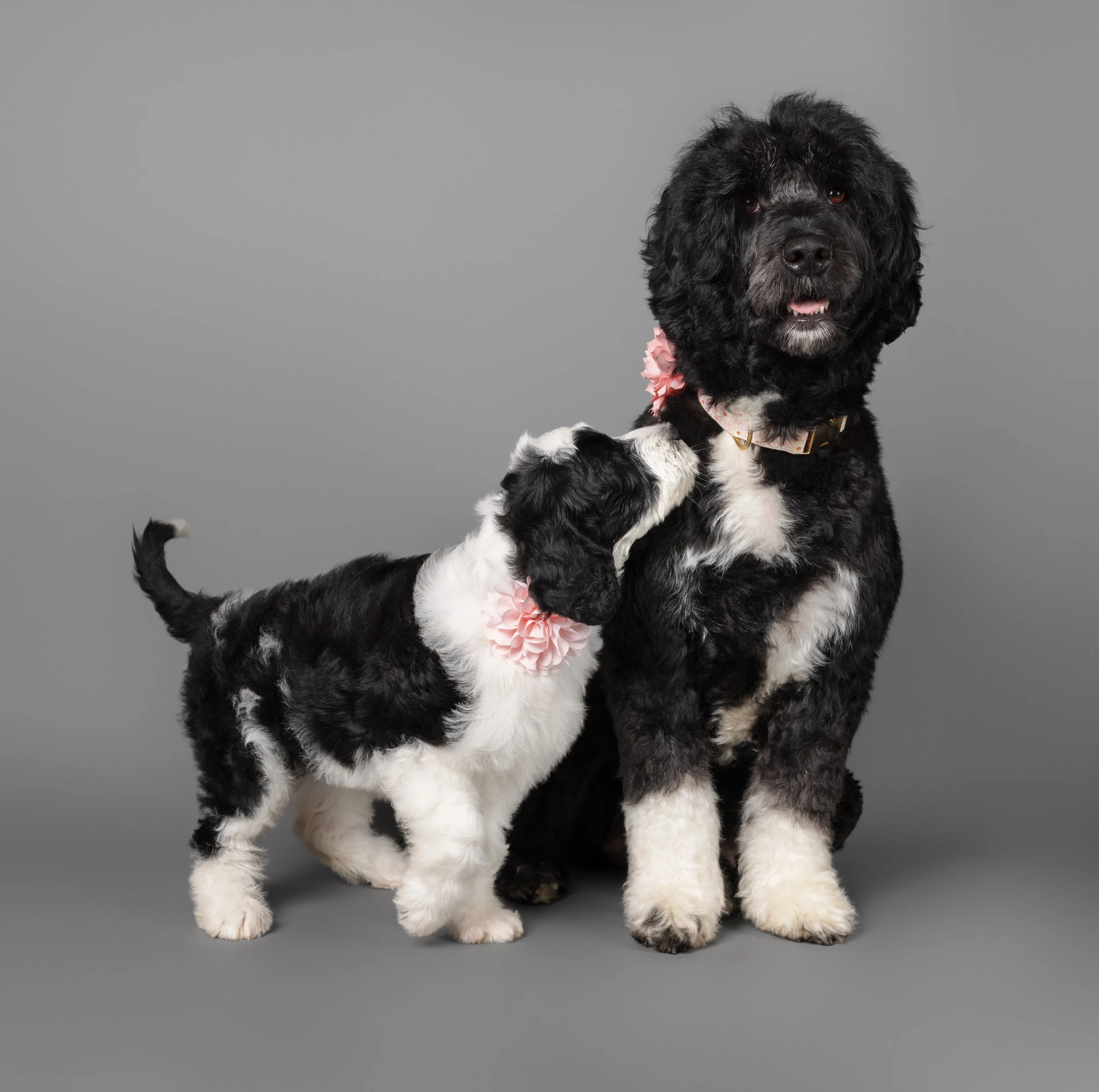 A black and white puppy with a pink ruffled collar sitting on a gray background.