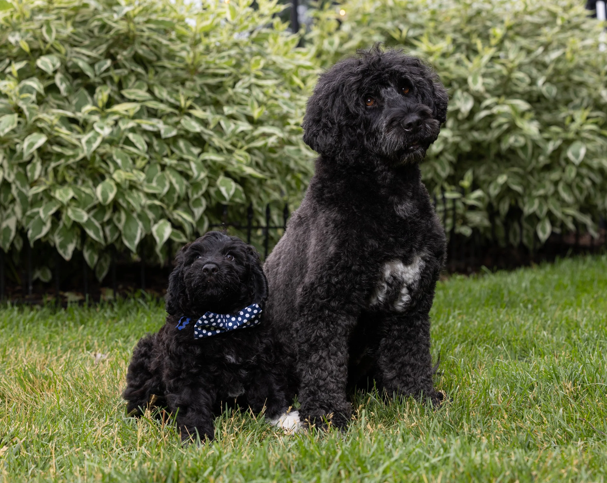 Puppies10Wks-024.jpg