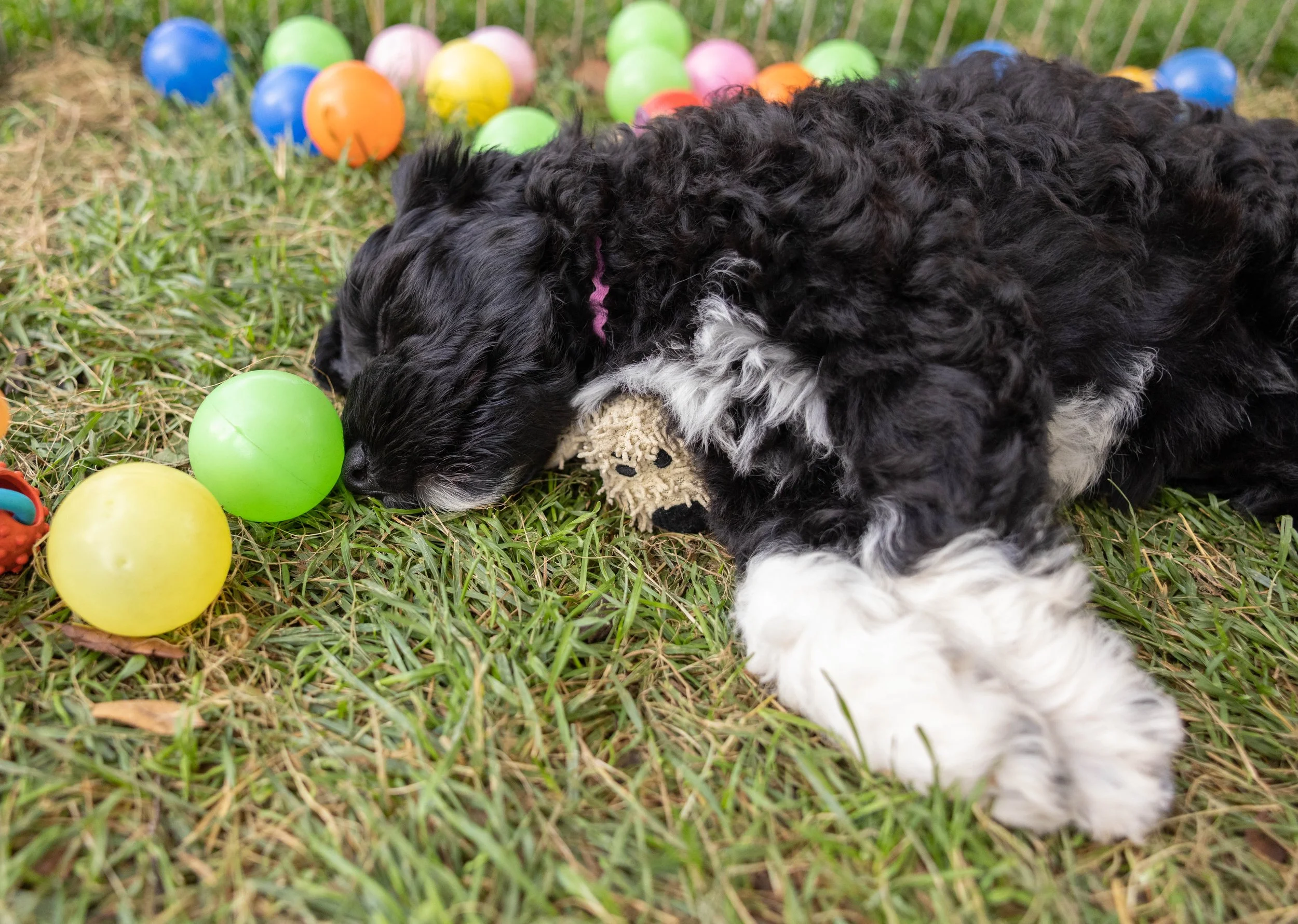 Puppies10Wks-165.jpg