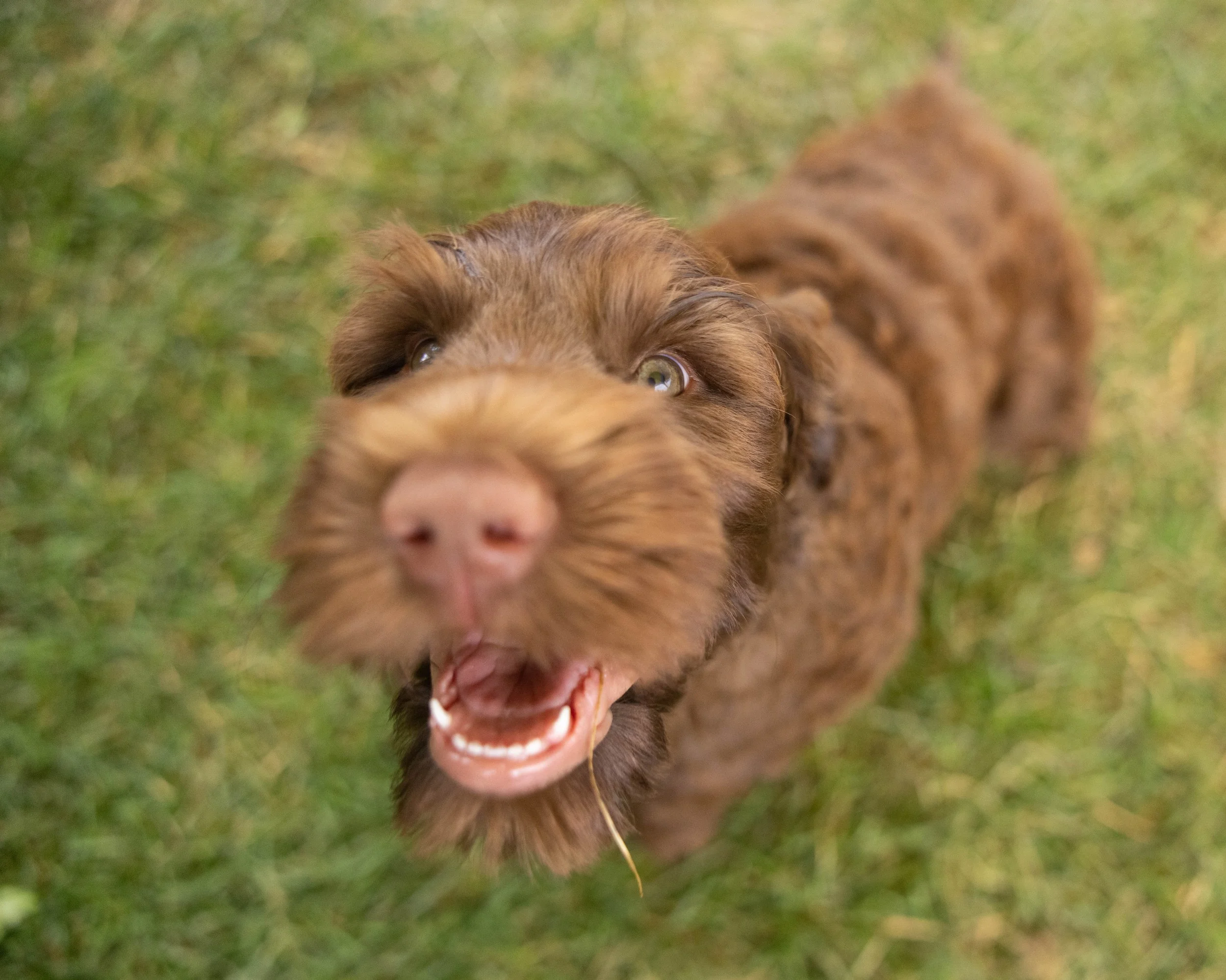 Puppies10Wks-146.jpg