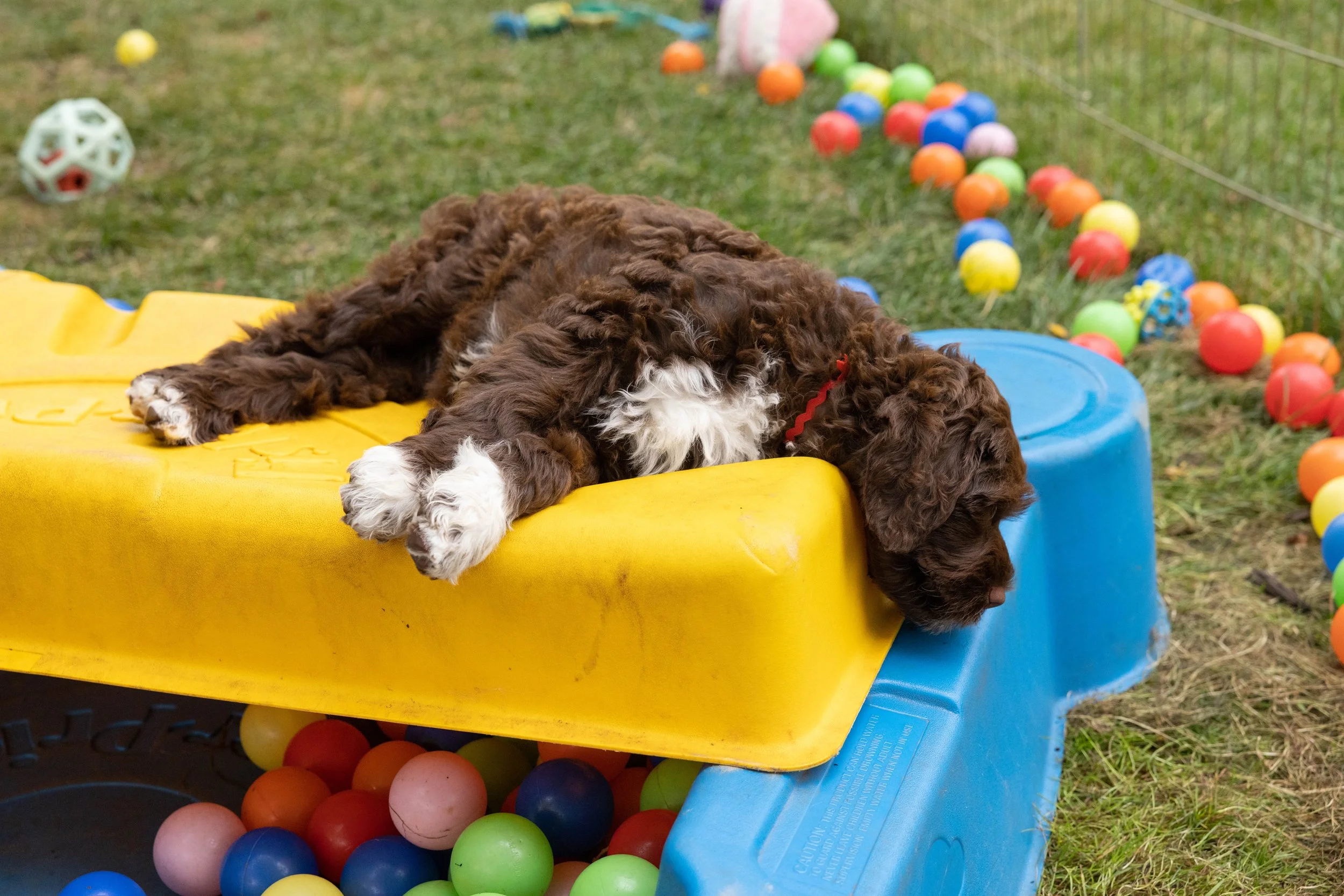Puppies10Wks-110.jpg