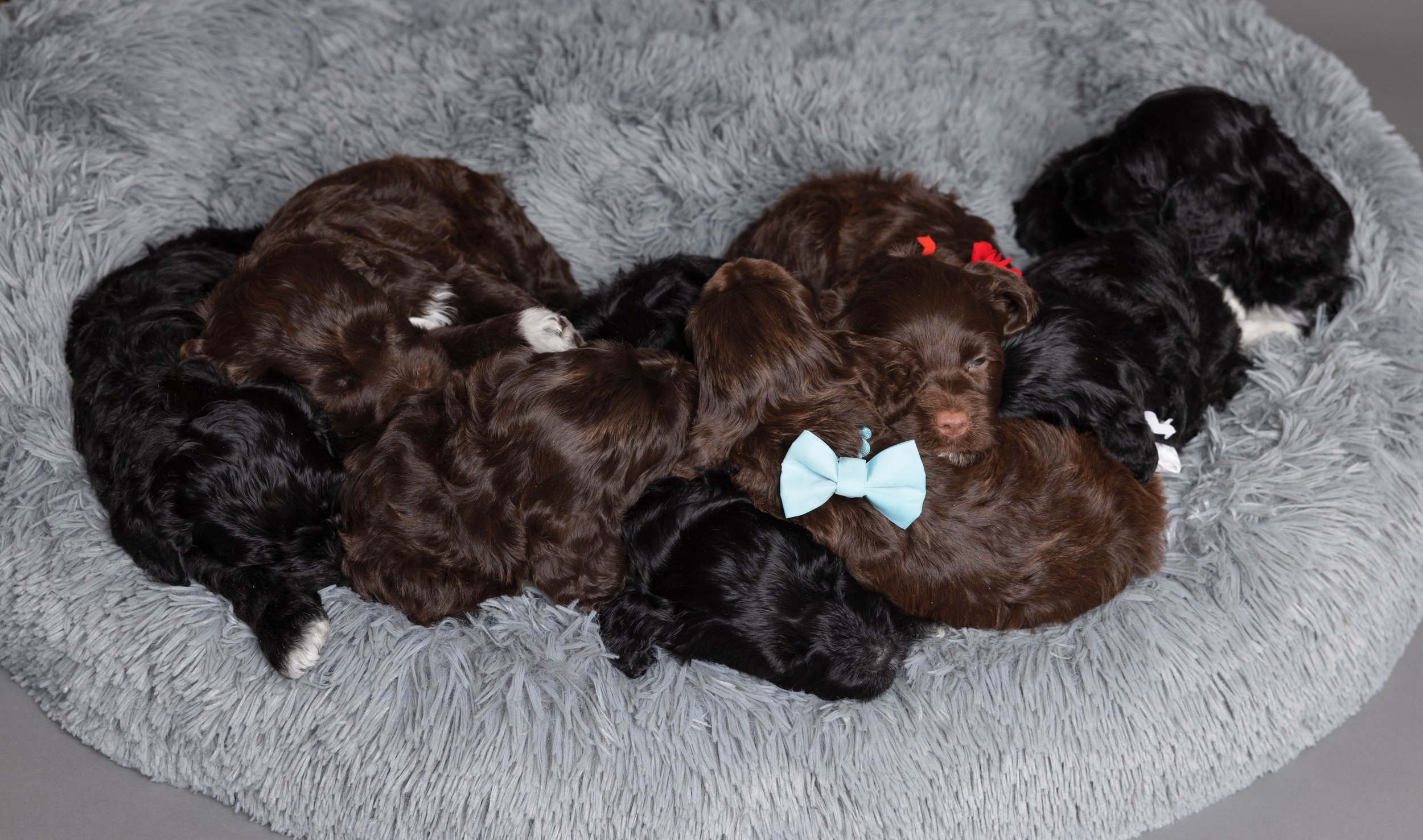Puppies5Wks-166.jpg