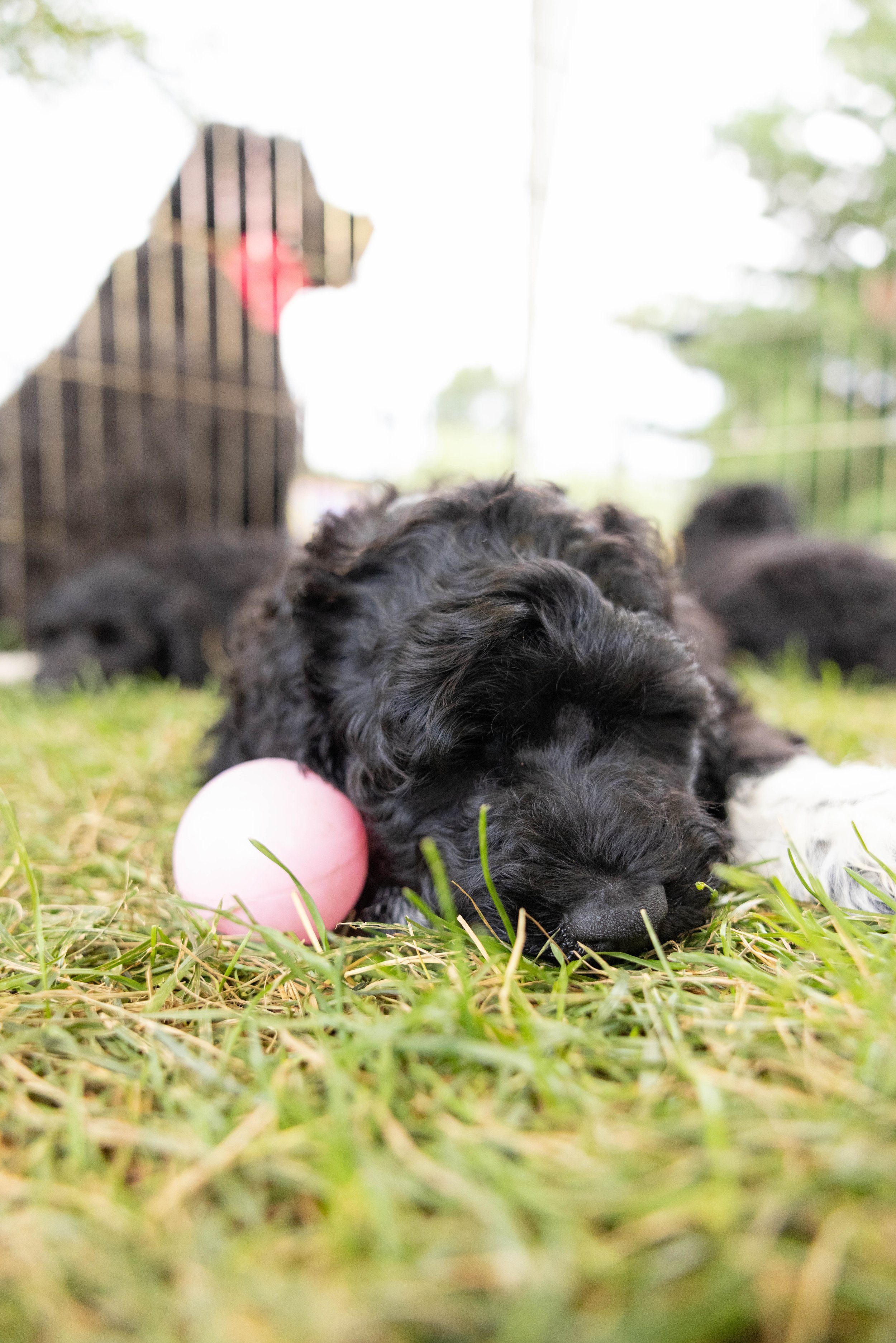 Puppies10Wks-152.jpg