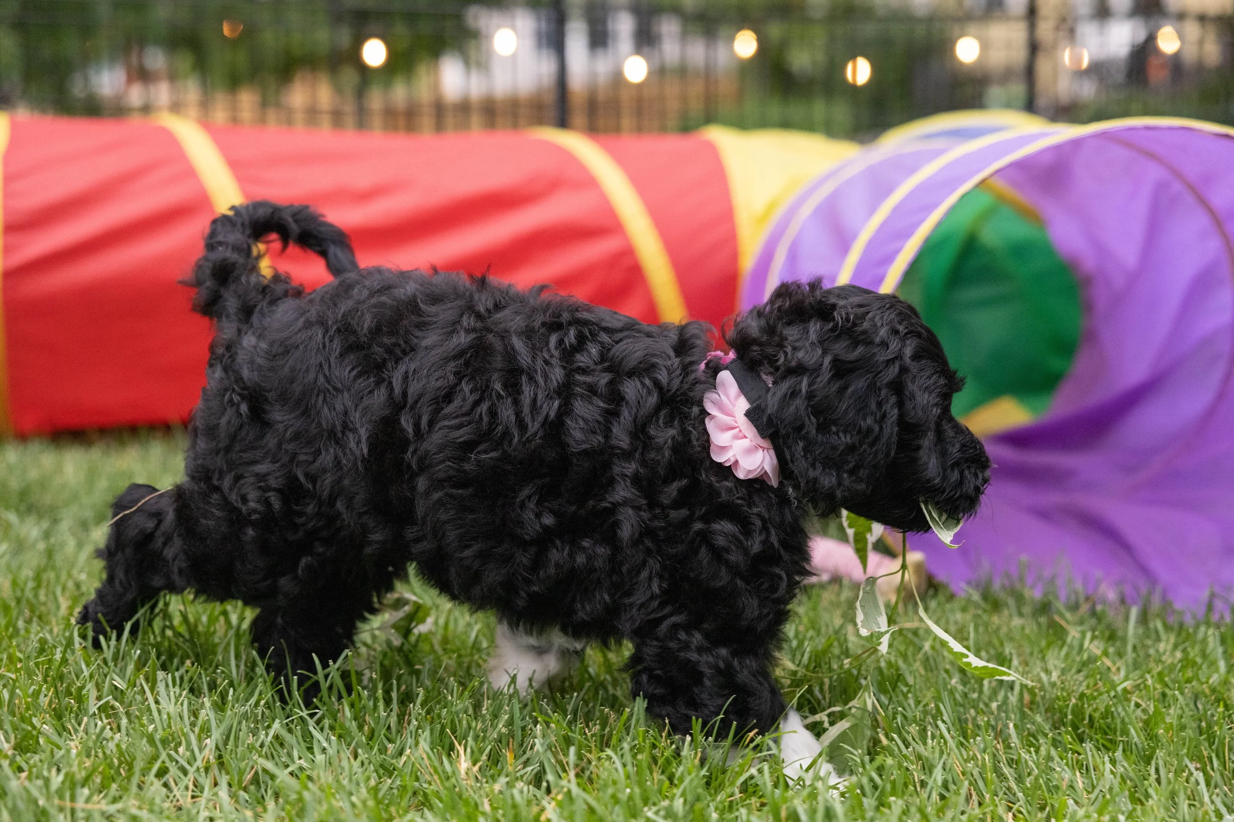 Puppies10Wks-077.jpg