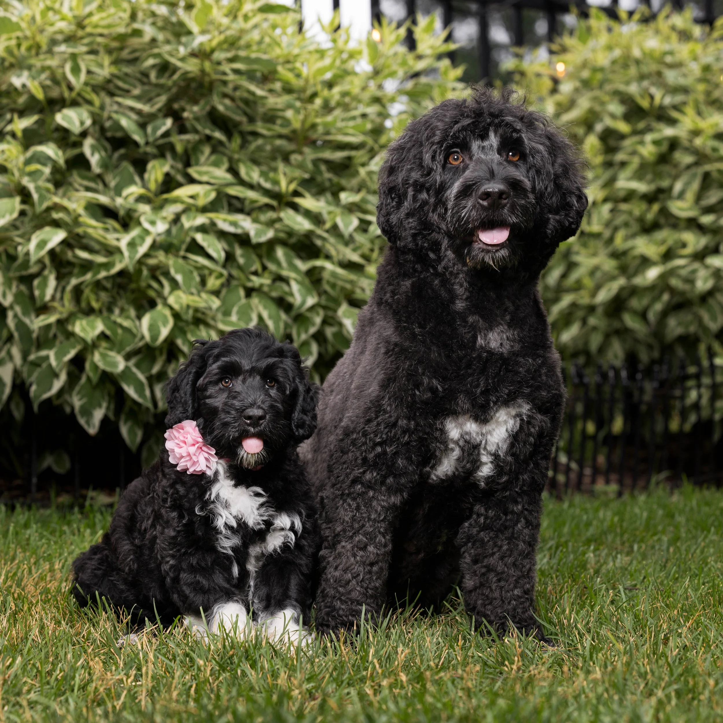 Puppies10Wks-037.jpg