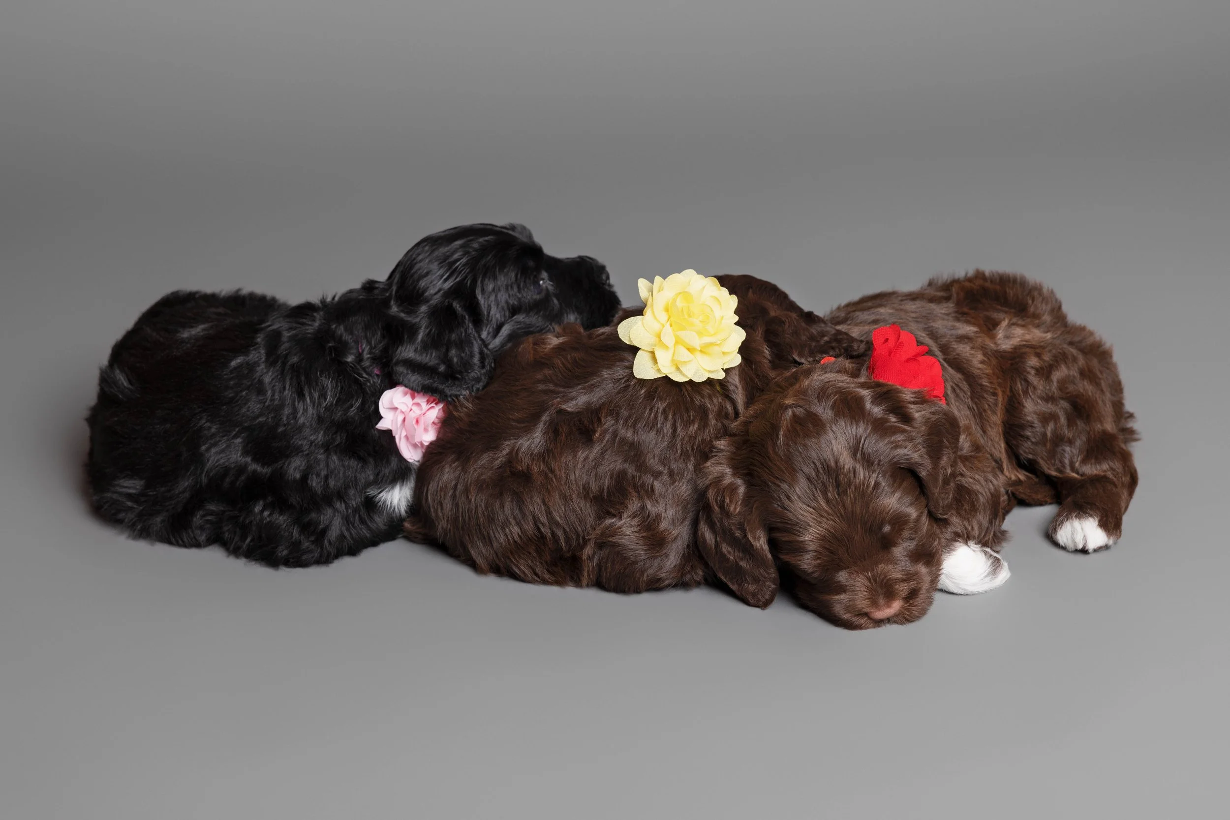 Puppies5Wks-126.jpg