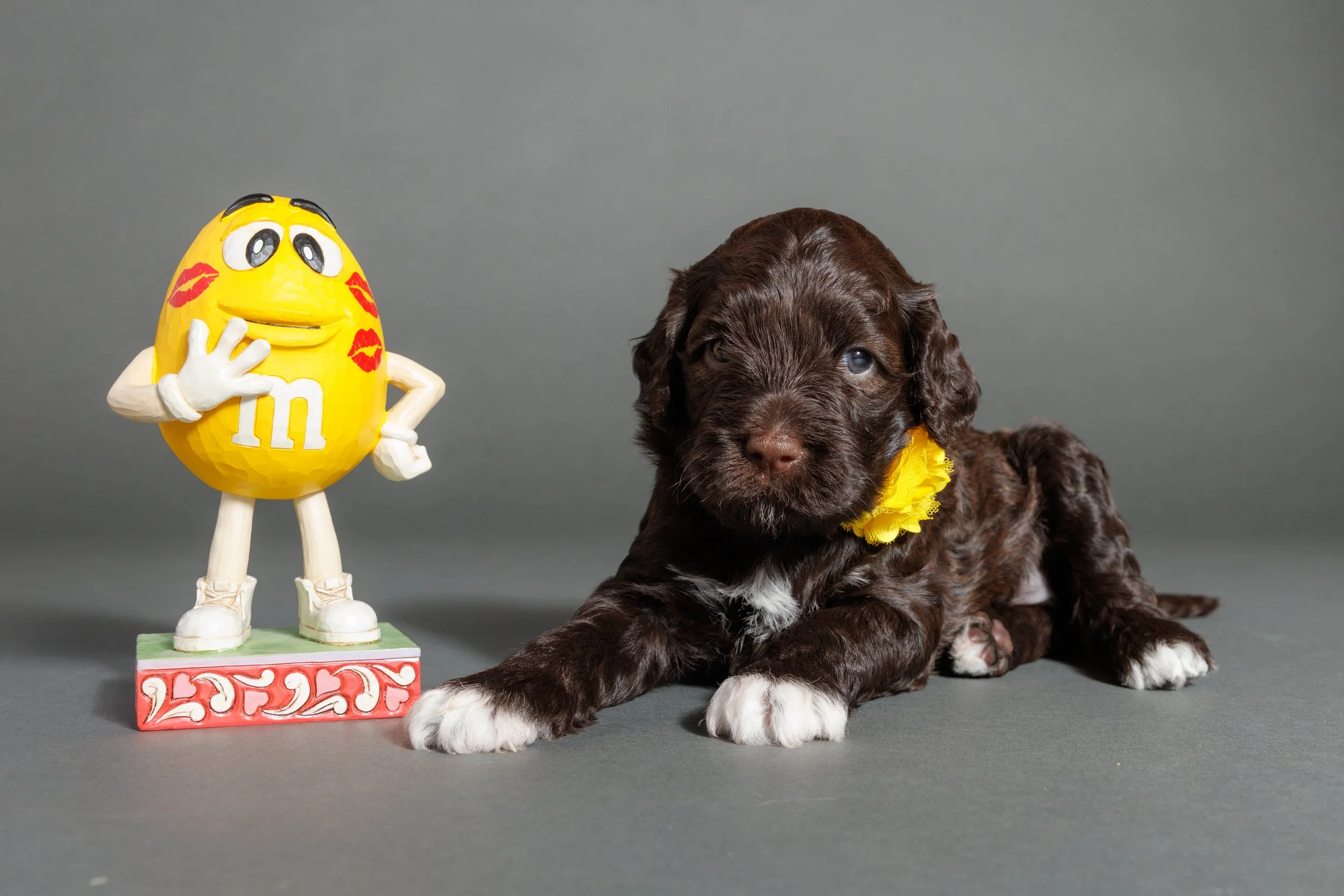 209-M-Litter-4wks, Majorca.jpg