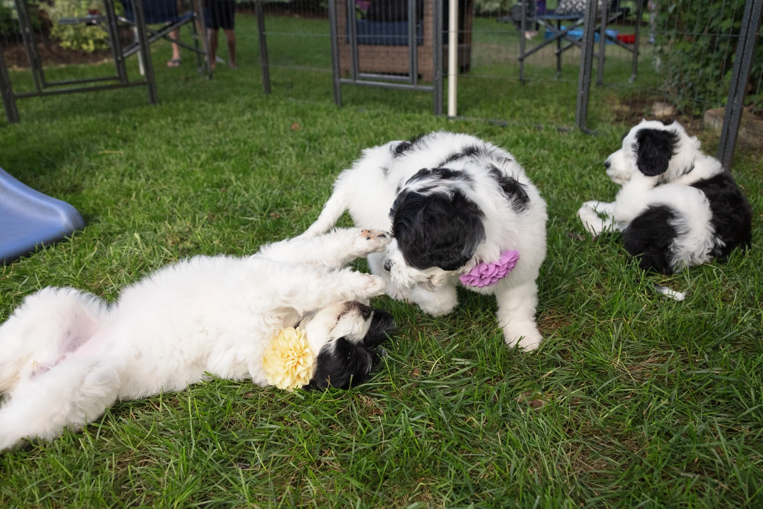KissLitter-174.jpg