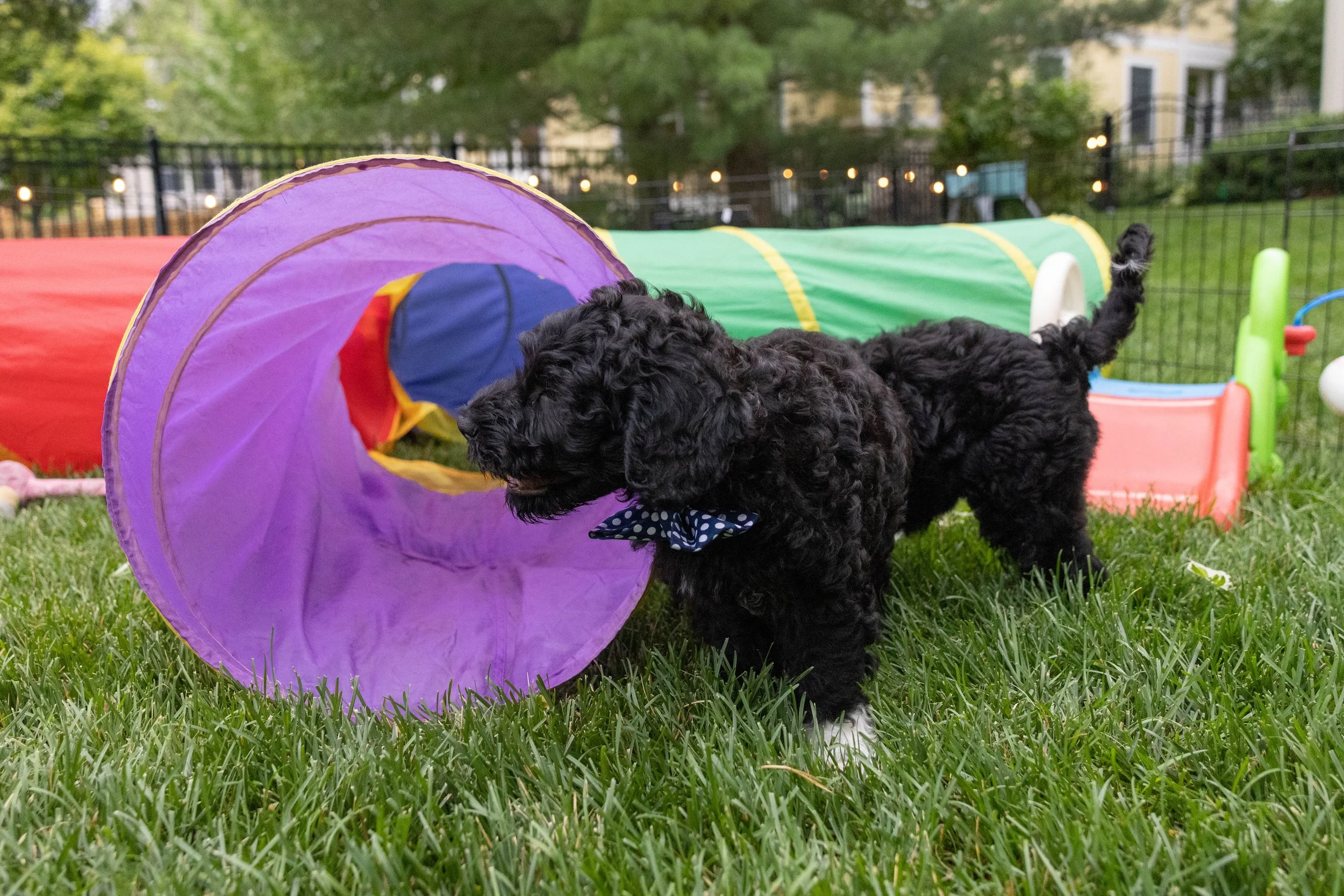 Puppies10Wks-079.jpg
