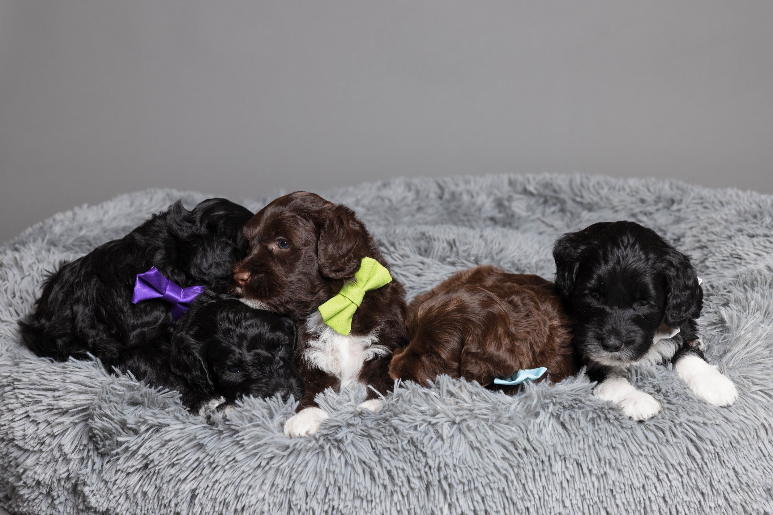 Puppies5Wks-156.jpg