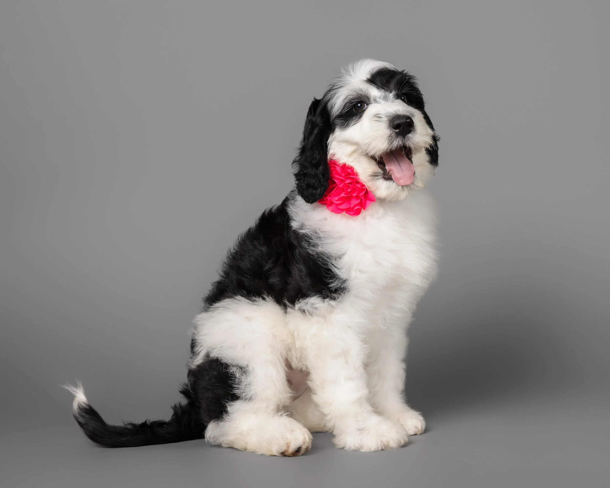 A black and white puppy with floppy ears, sitting against a plain gray background, wearing a pink ribbon with ruffles around its neck, with its tongue hanging out.