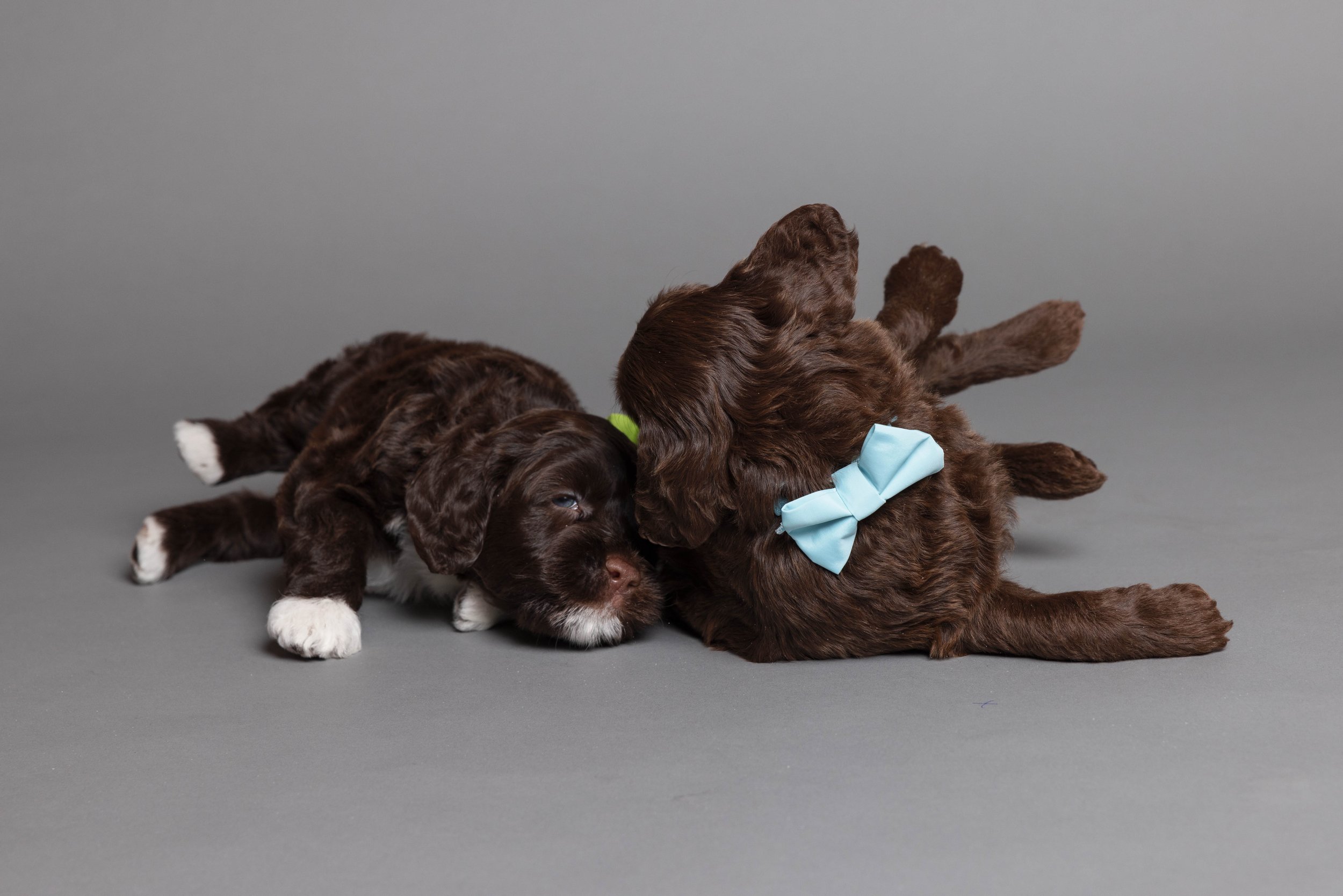Puppies5Wks-141.jpg