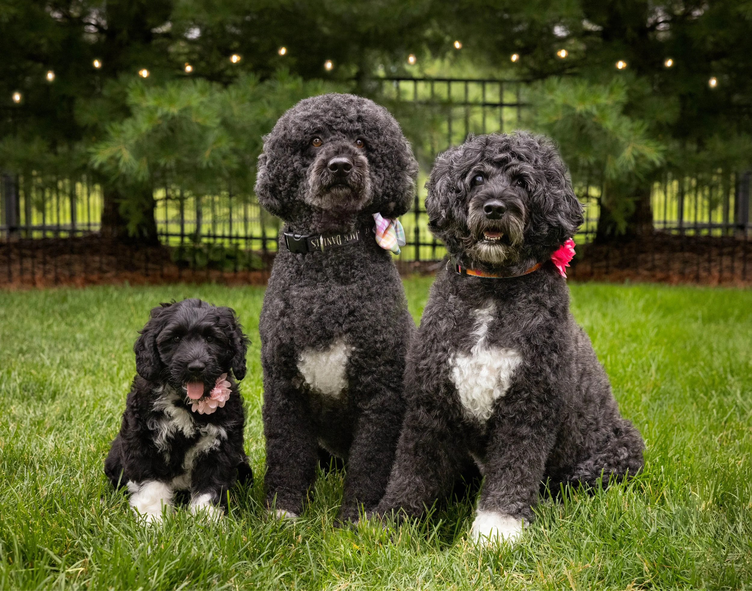 Puppies10Wks-107-Composite.jpg