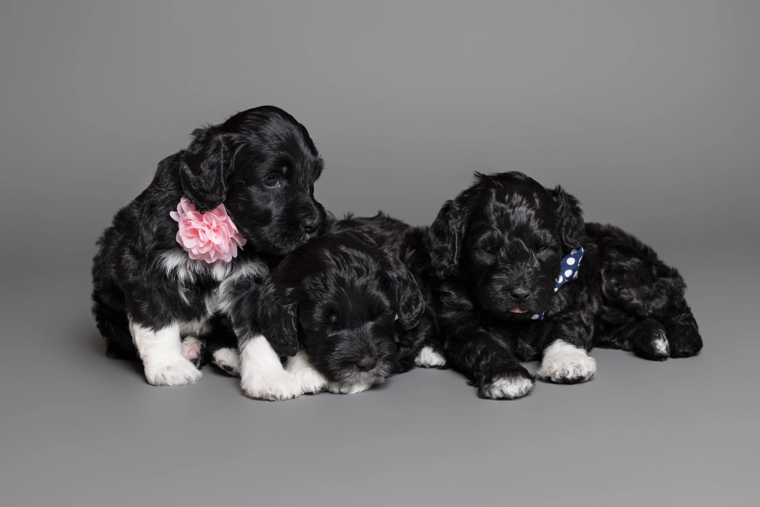 Puppies5Wks-115.jpg