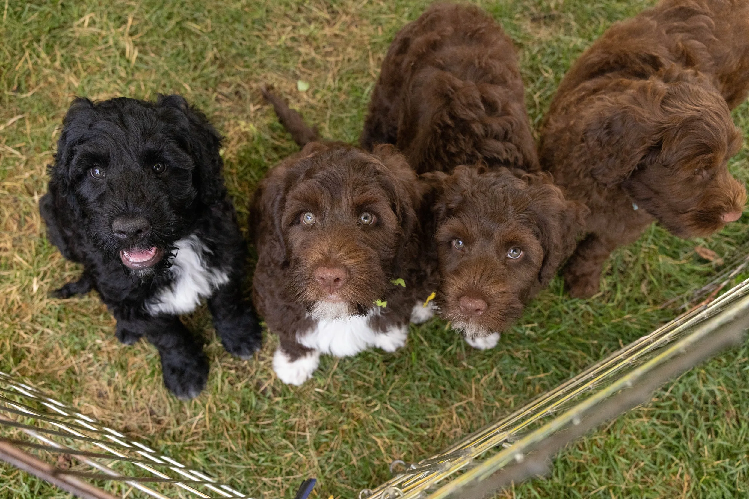 Puppies10Wks-112.jpg