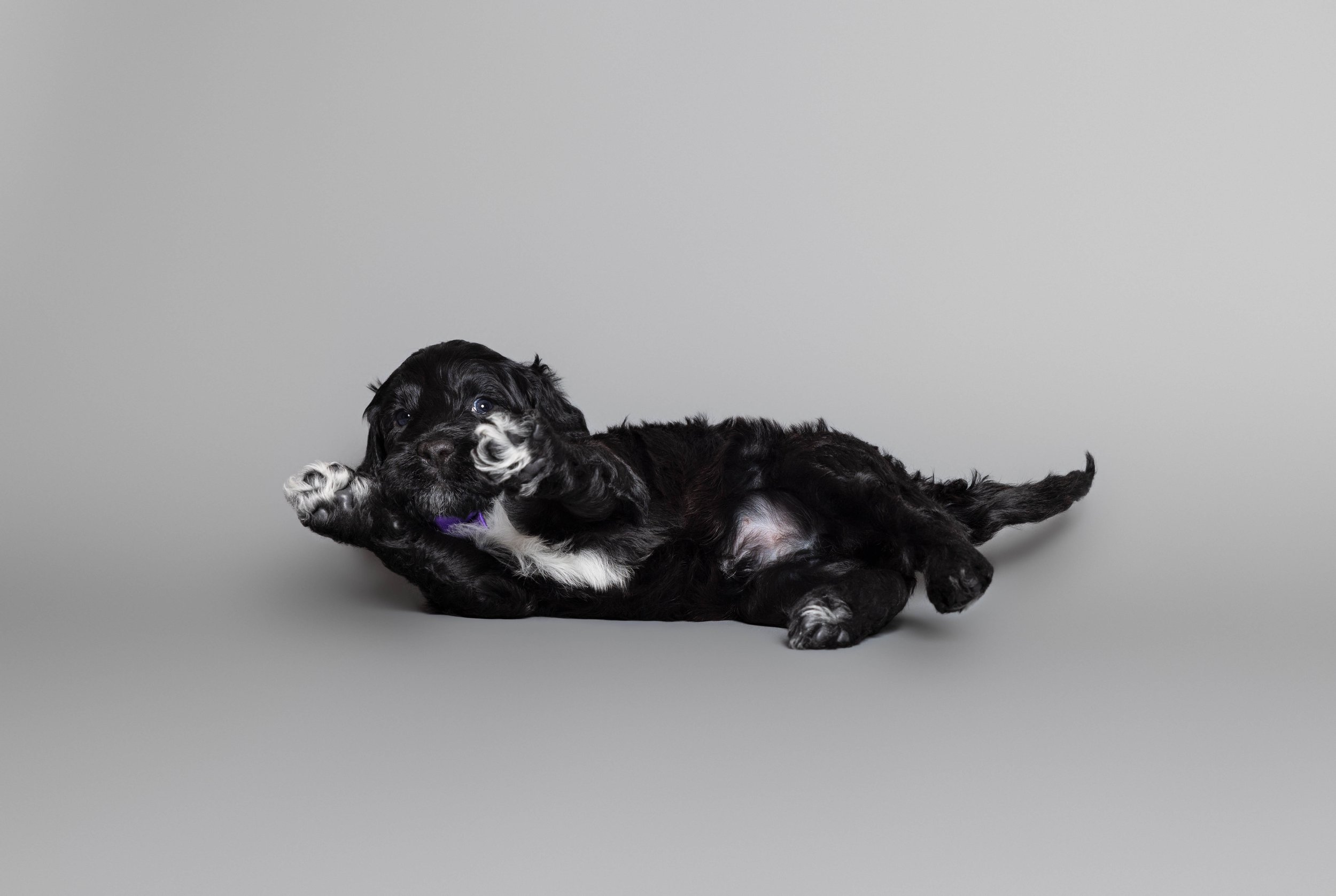 Puppies5Wks-010.jpg