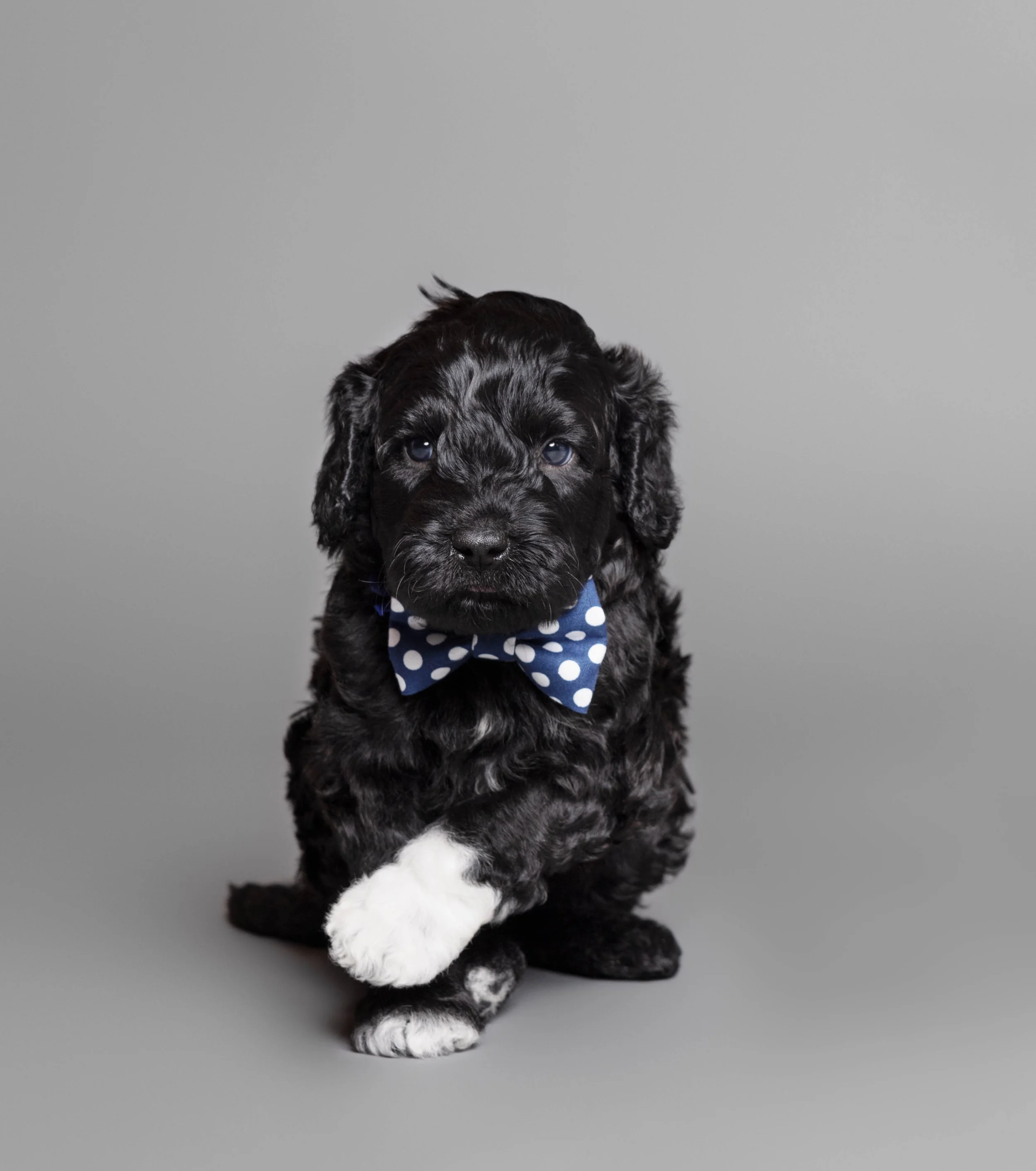 Puppies5Wks-051.jpg