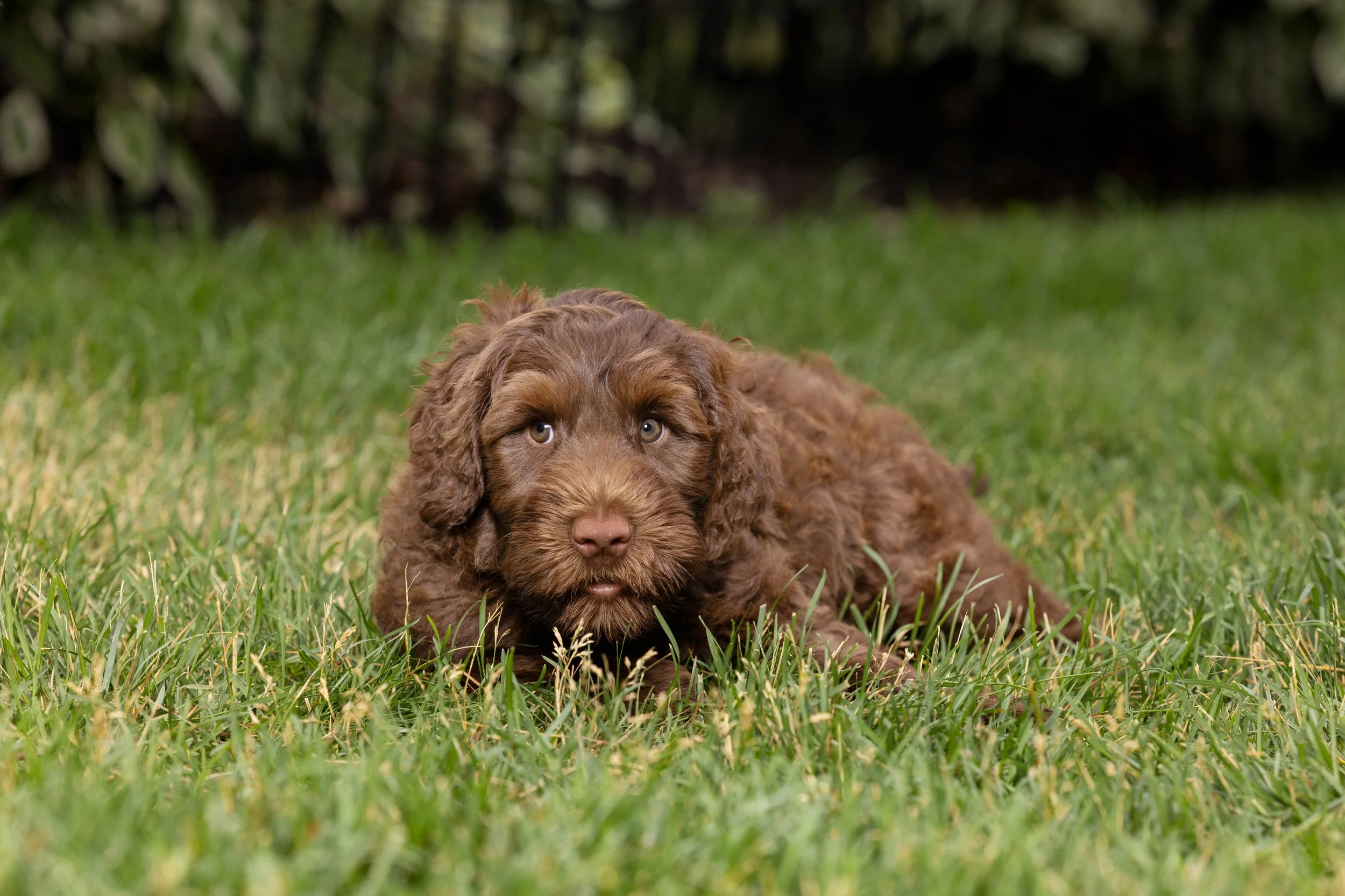 Puppies10Wks-044.jpg