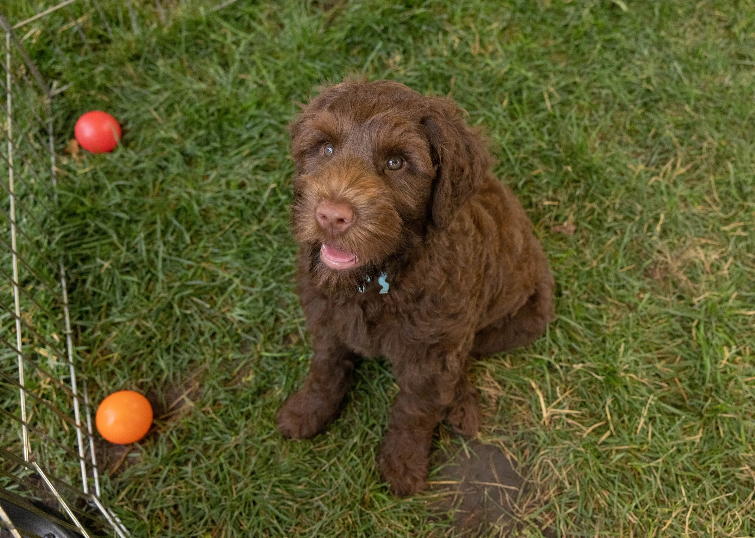 Puppies10Wks-111.jpg