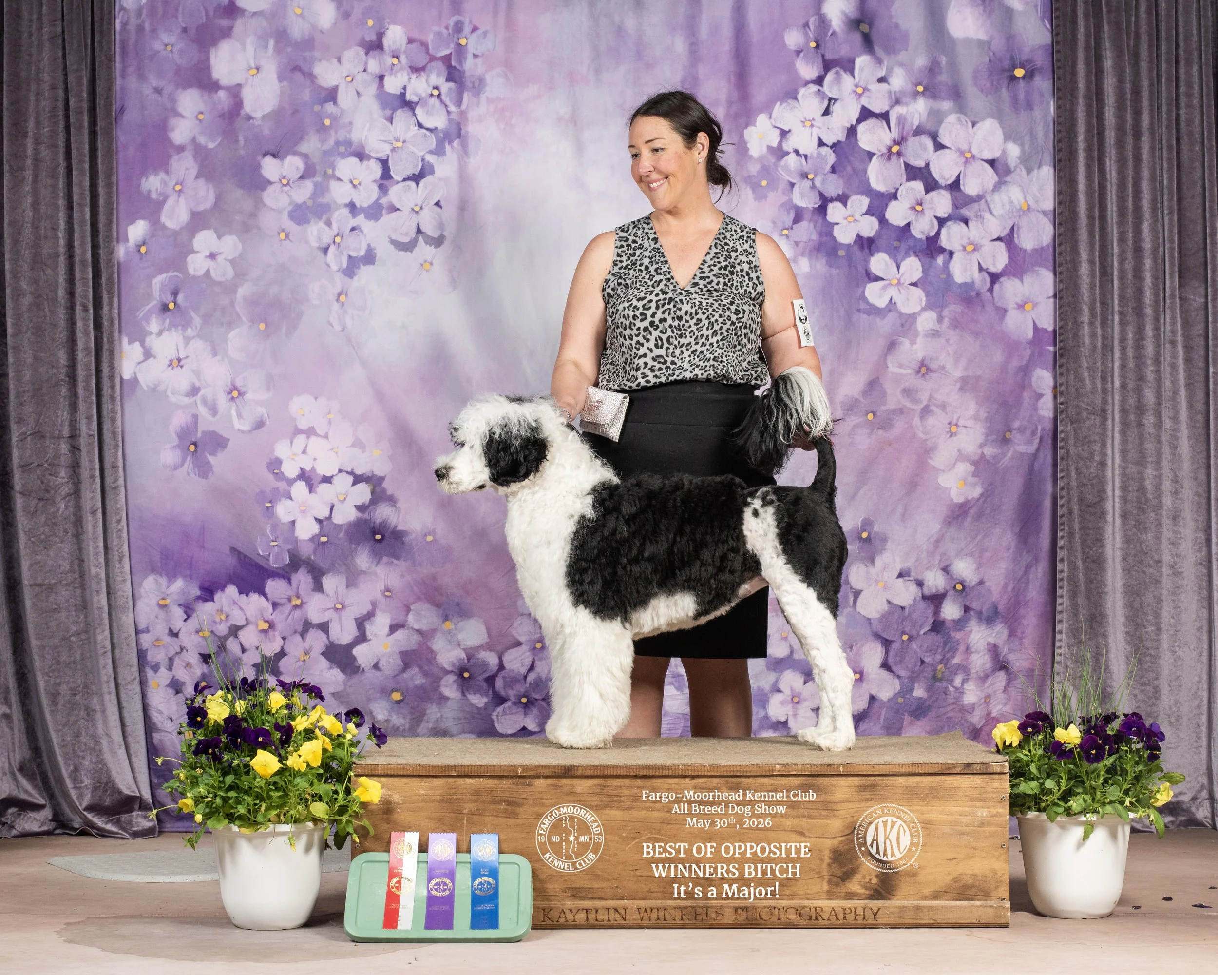 A woman with dark hair in a ponytail, wearing a sleeveless leopard print top, holding a black and white dog at a dog show stage with purple floral backdrop. There are potted flowers at the front and ribbons on a tray on the ground. The wooden sign indicates it is the Fargo-Moorhead Kennel Club All Breed Dog Show, May 30, 2026, with awards for Best Opposite and Winners Bitch.