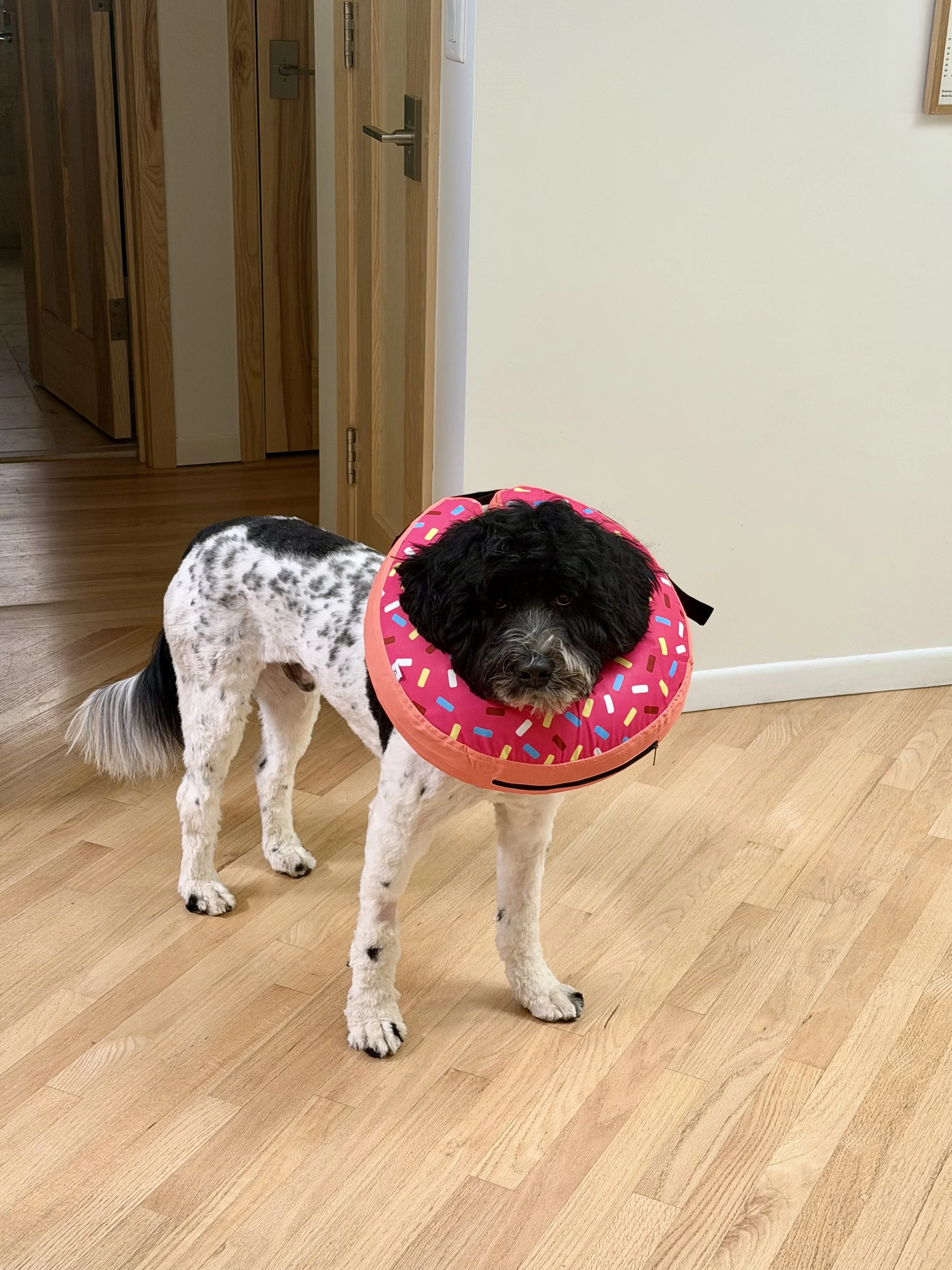 lando - doughnut.jpeg