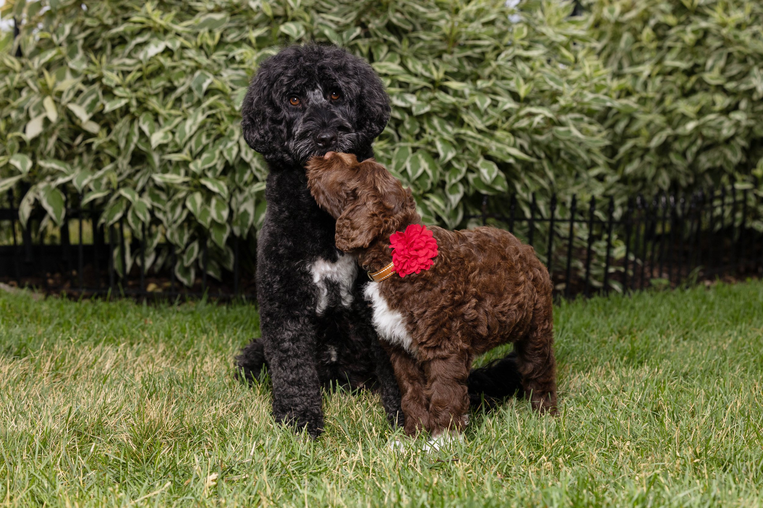 Puppies10Wks-053.jpg
