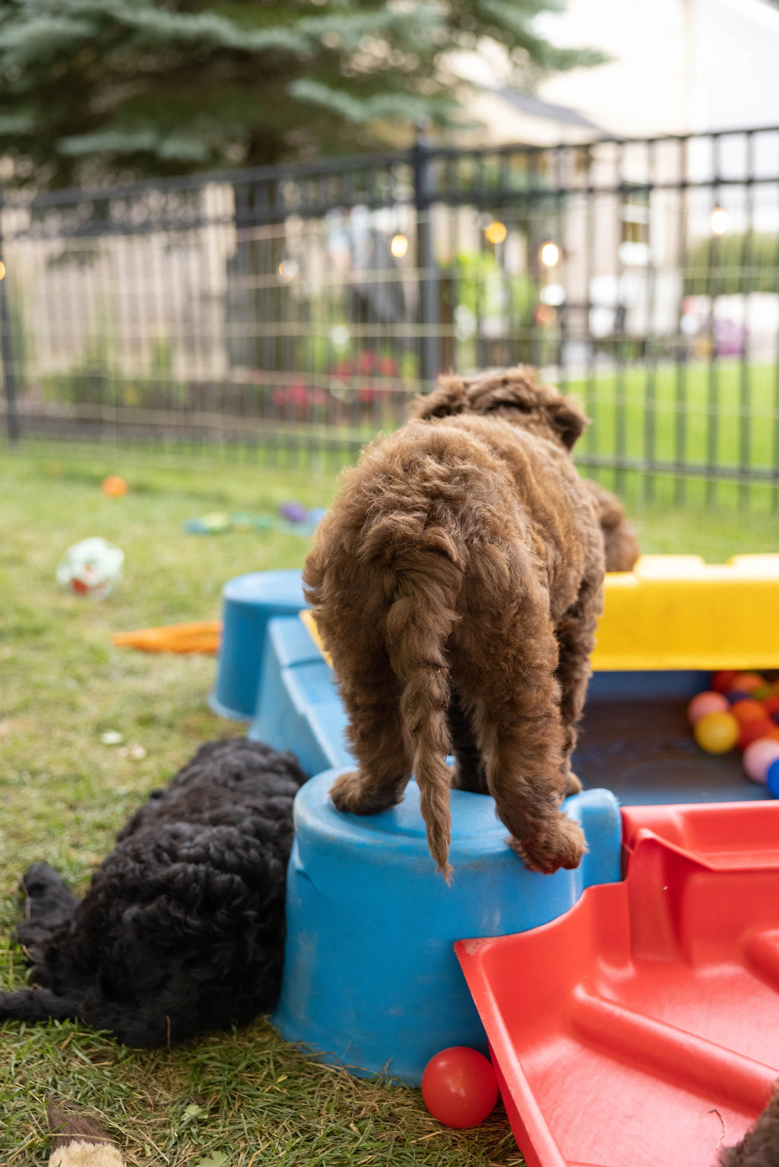 Puppies10Wks-143.jpg