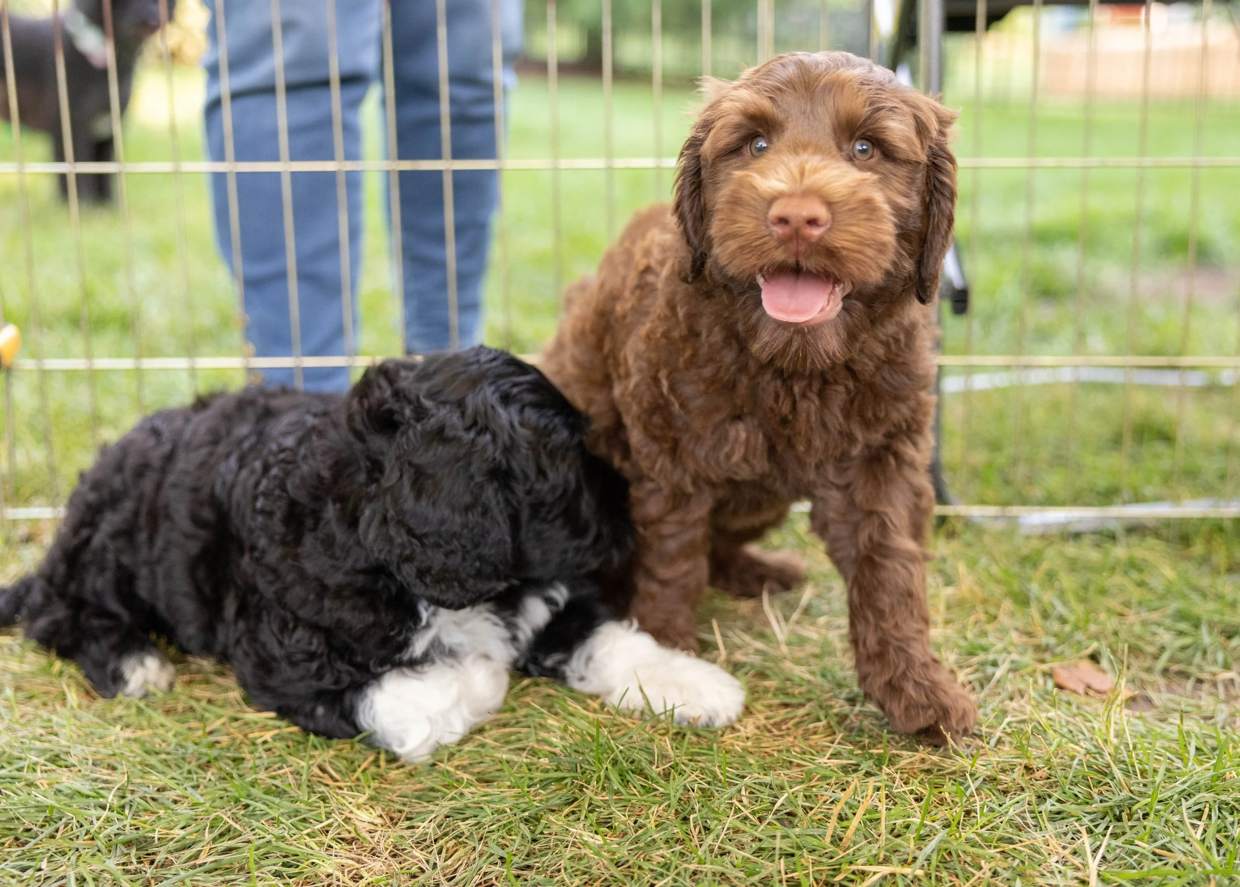 Puppies10Wks-156.jpg