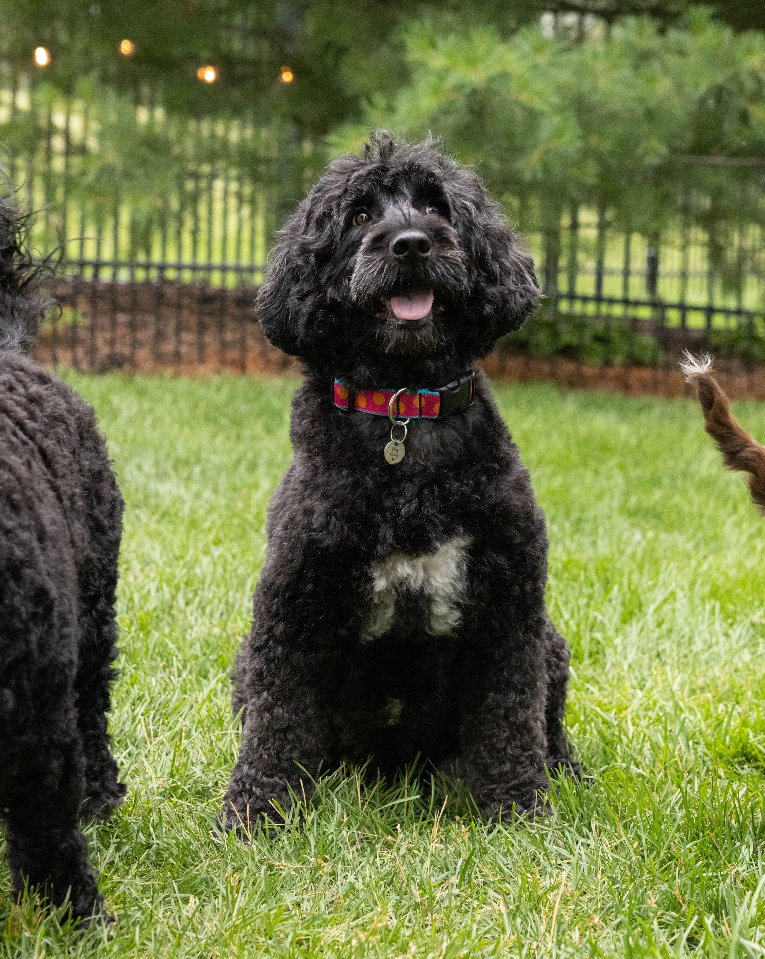 Puppies10Wks-124.jpg