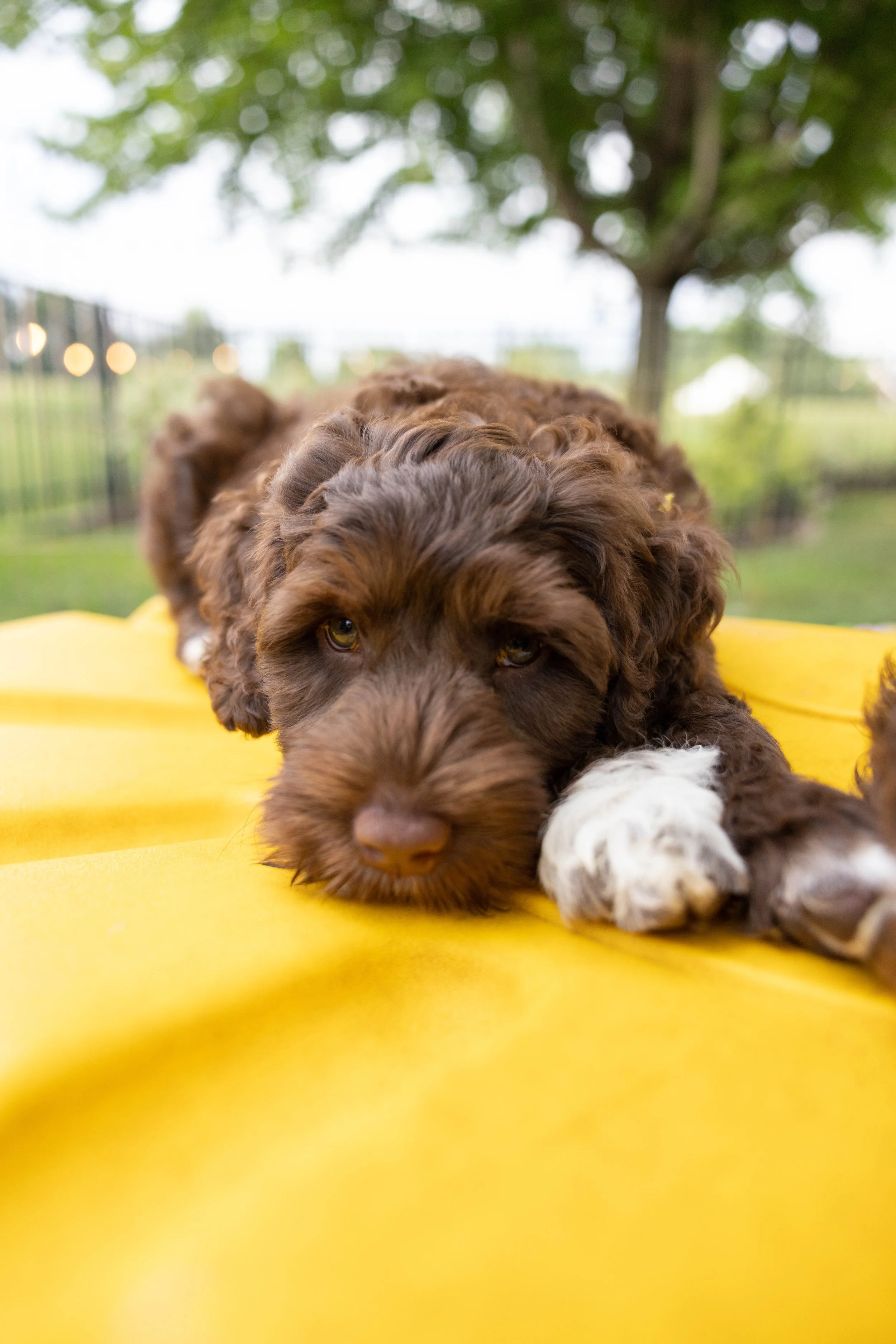 Puppies10Wks-151.jpg