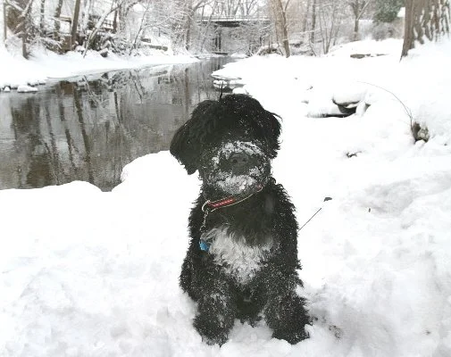 Westly winter walk fixed.JPG