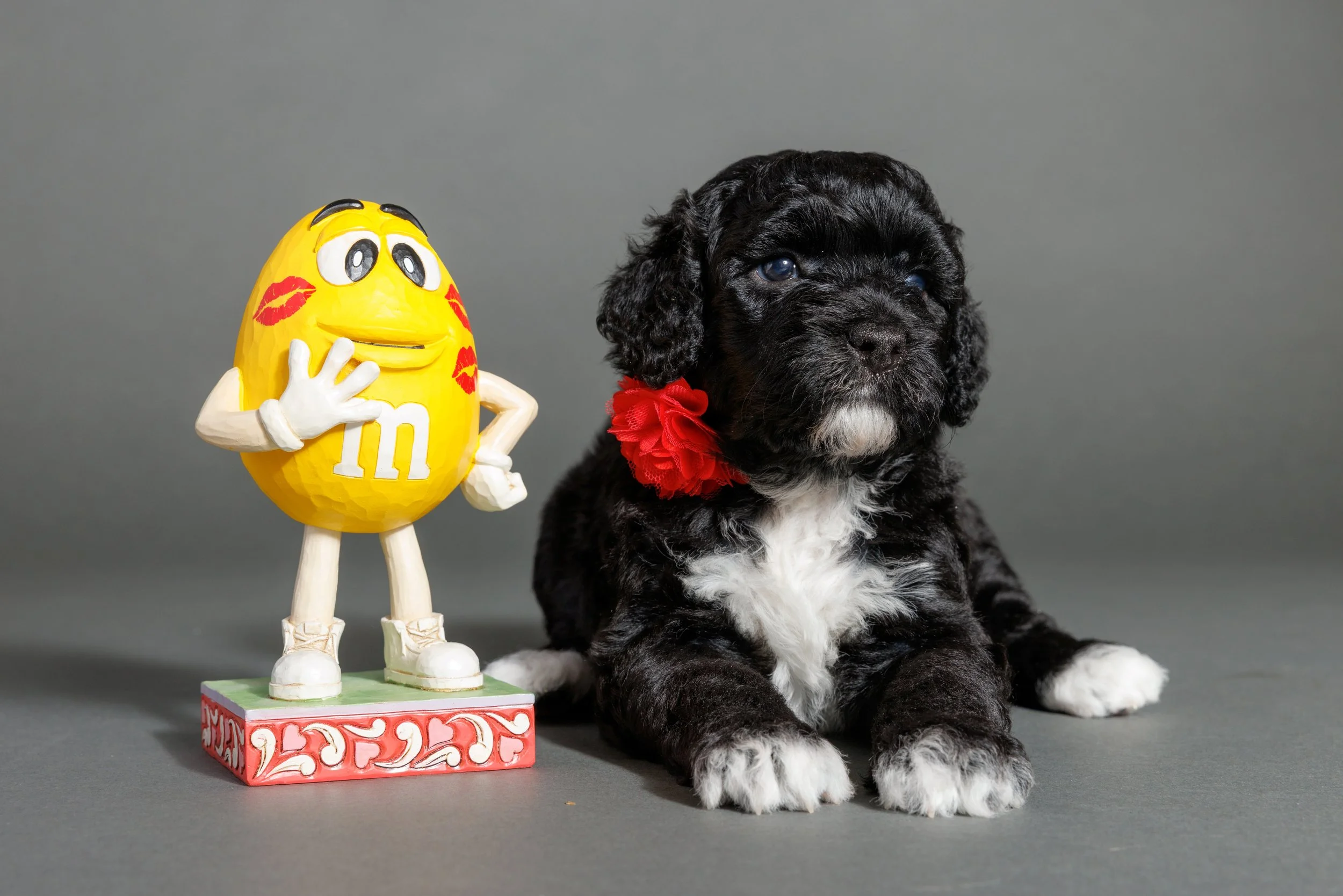189-M-Litter-4wks, Mack-copy.jpg