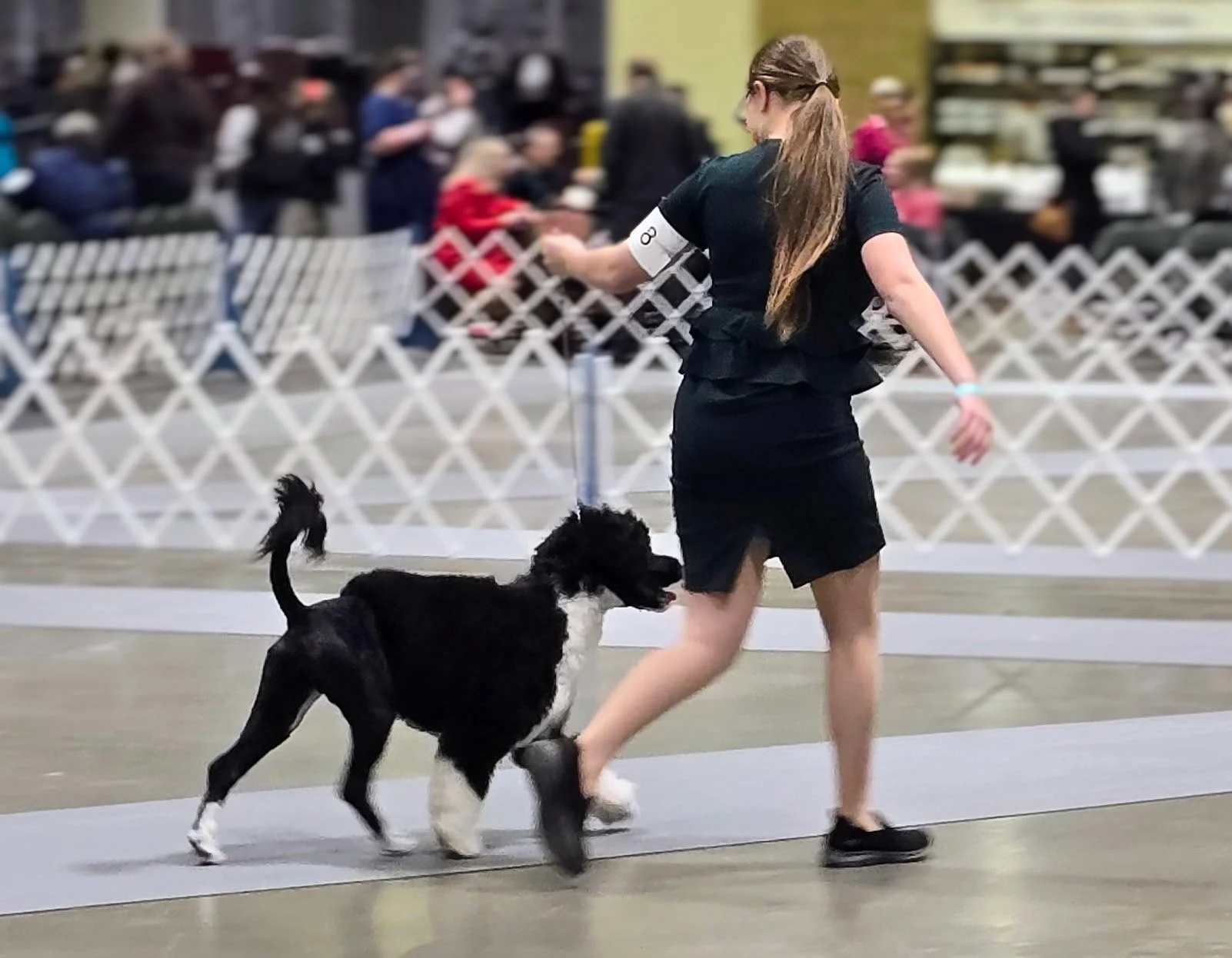 A woman leading a black and white dog in a dog show or competition, with a fencing barrier and audience in the background.