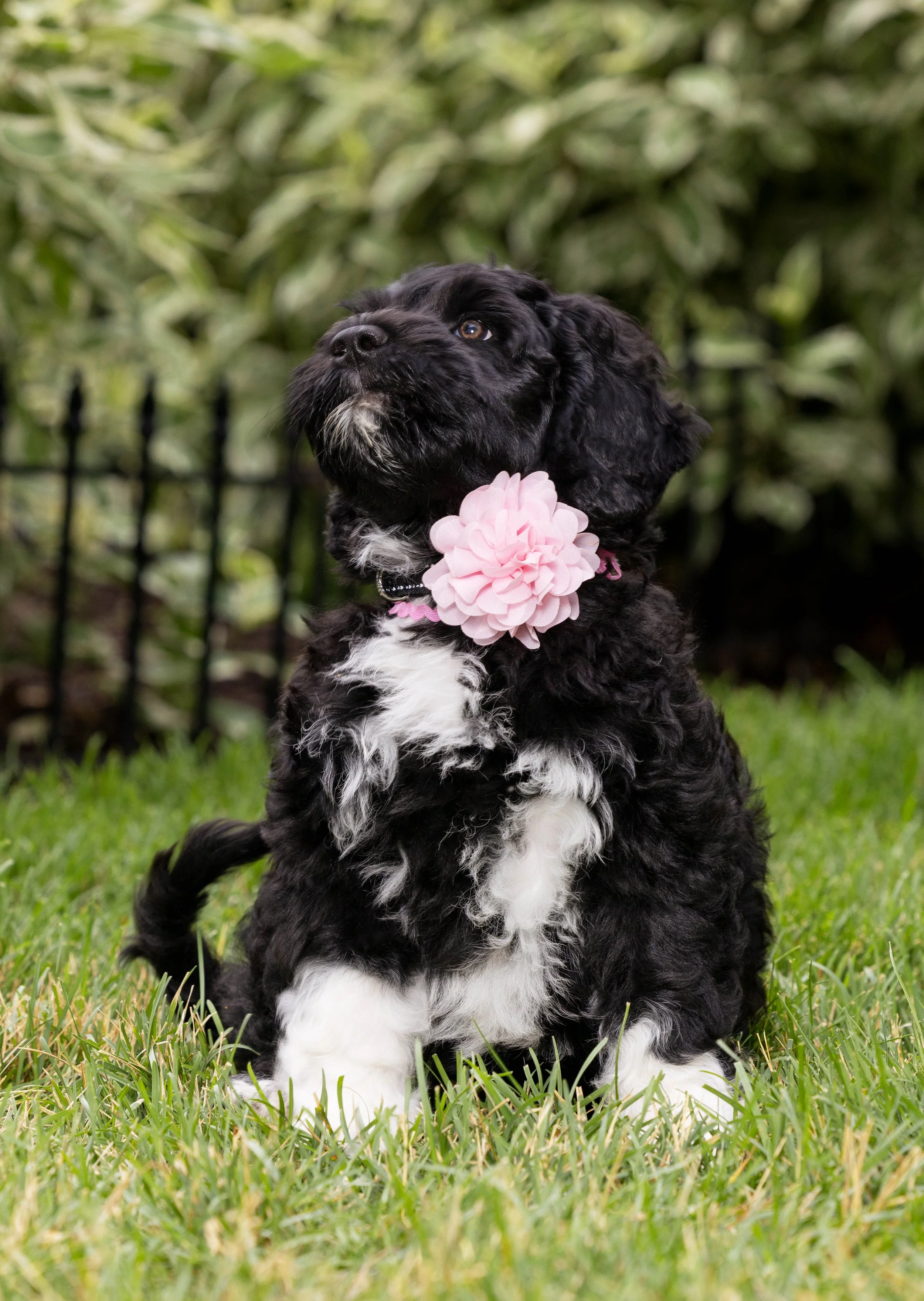 Puppies10Wks-033.jpg