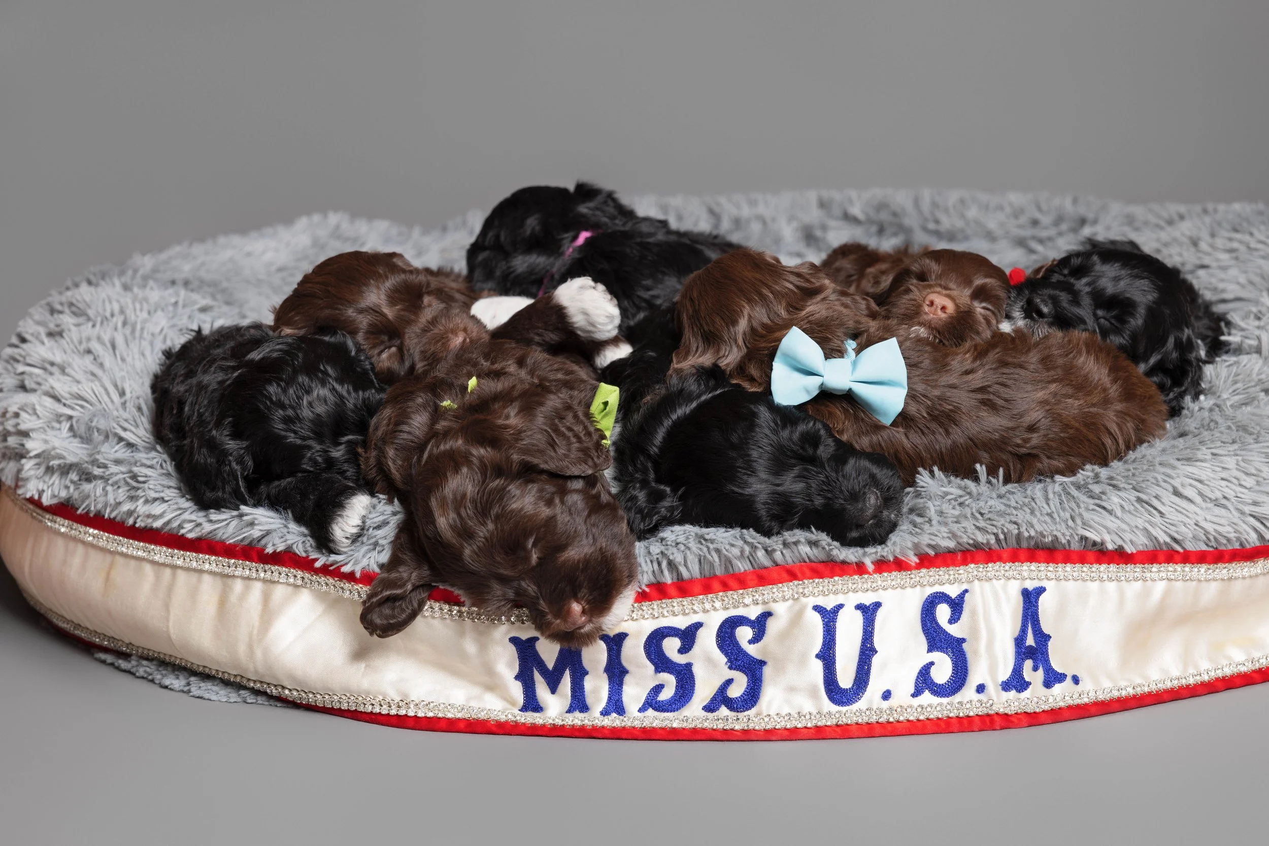 Puppies5Wks-170.jpg