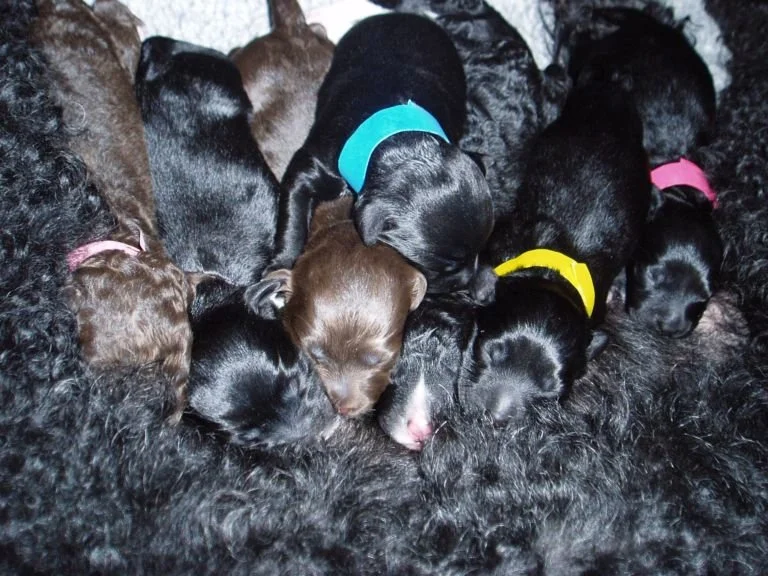 Newborn Cs nursing.JPG