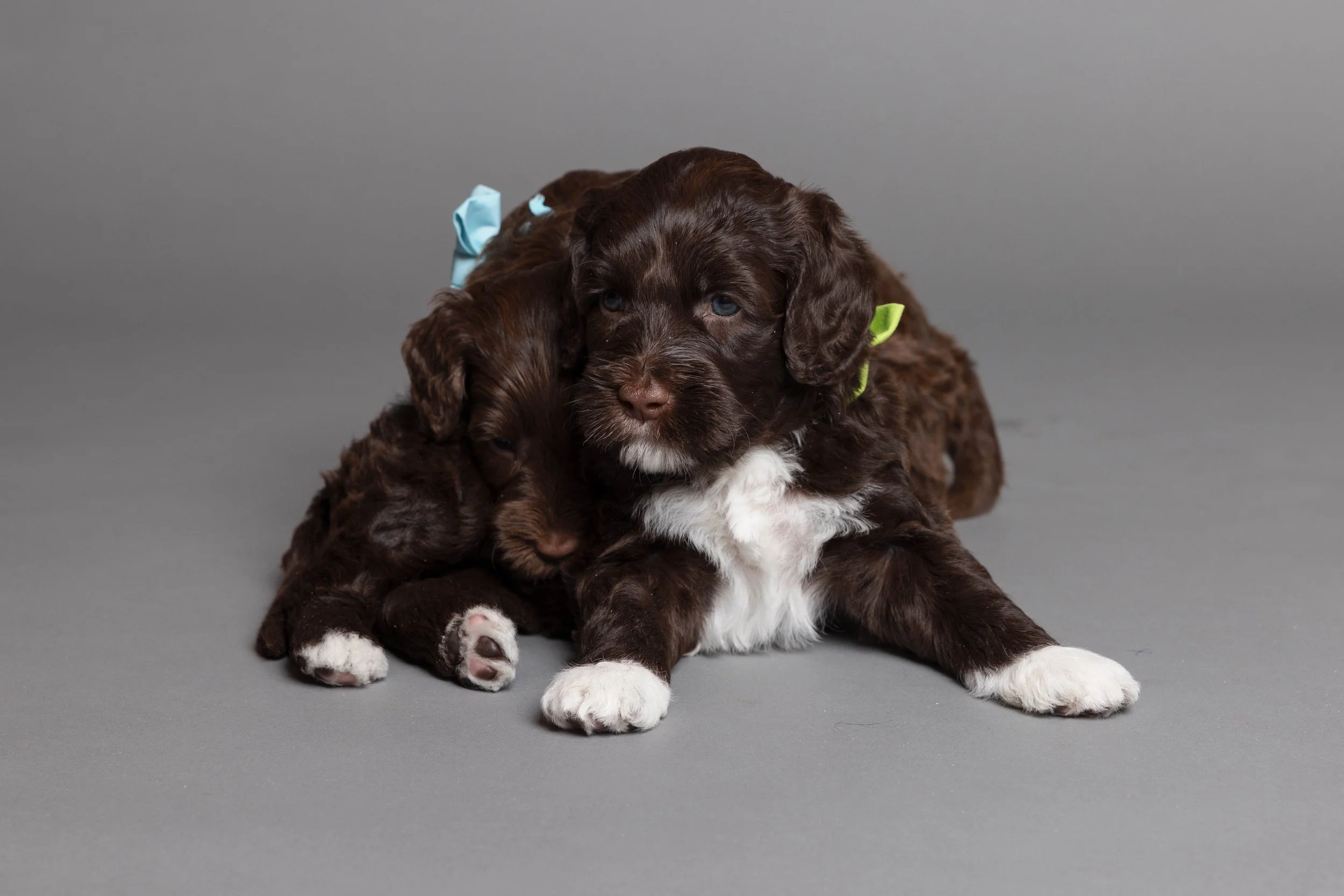 Puppies5Wks-142.jpg