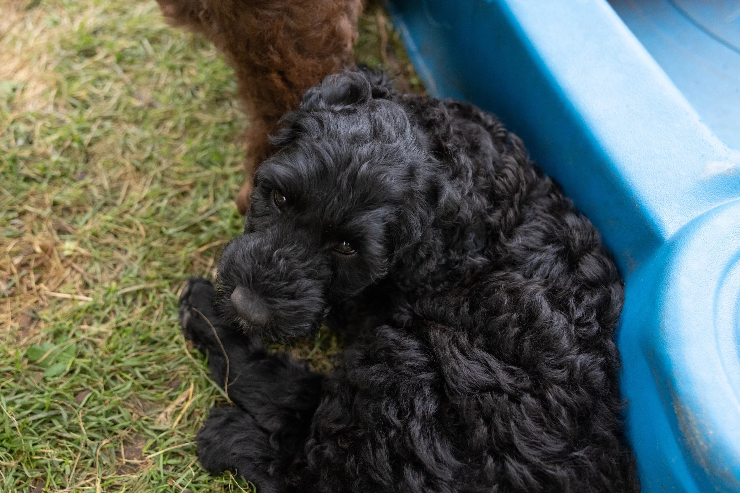 Puppies10Wks-147.jpg