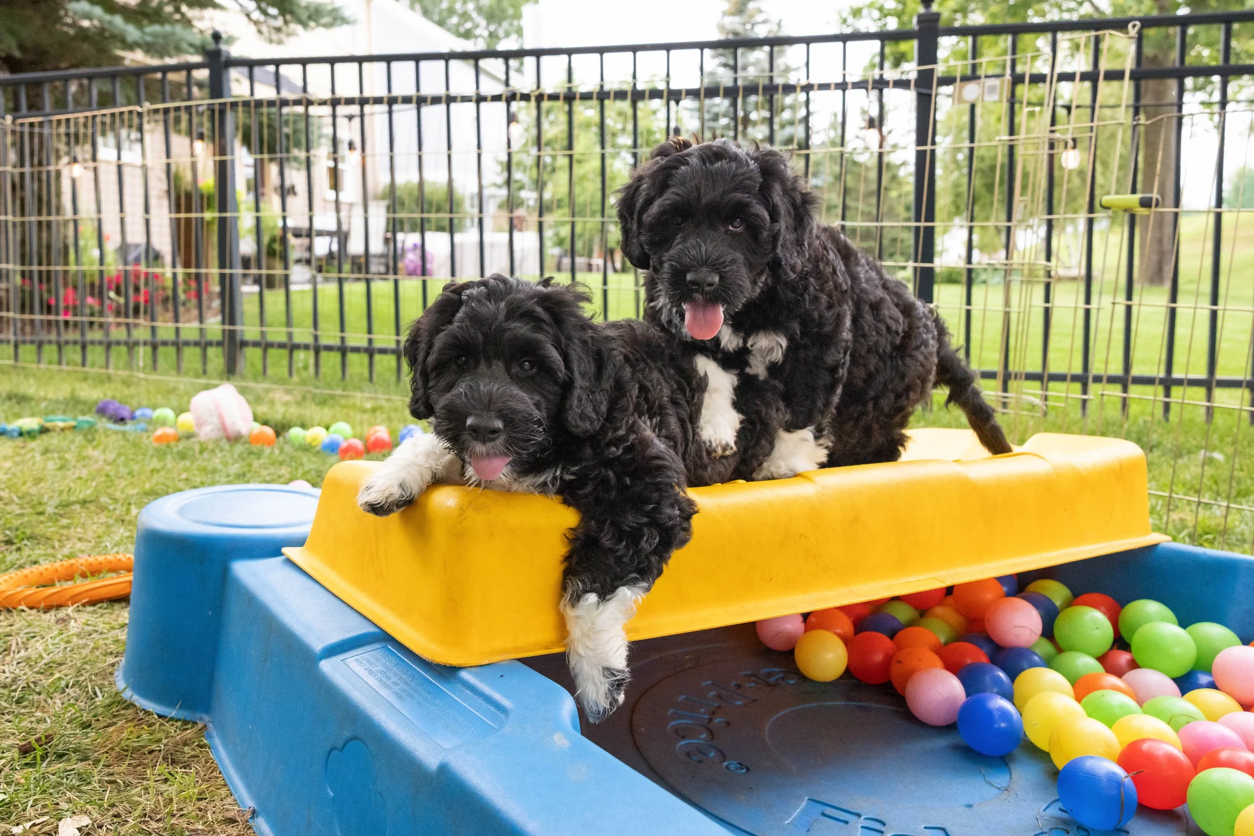 Puppies10Wks-116.jpg