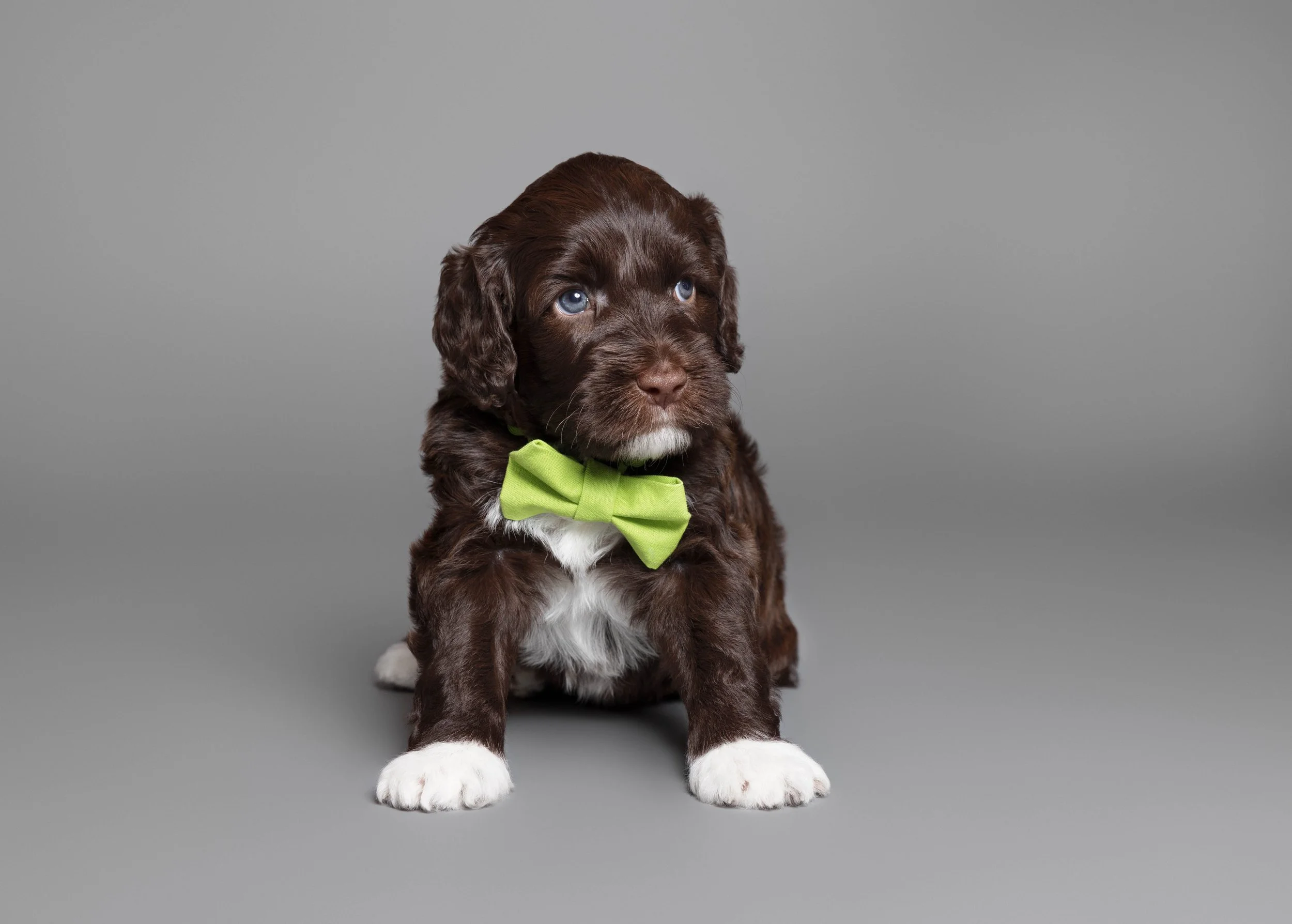 Puppies5Wks-022.jpg