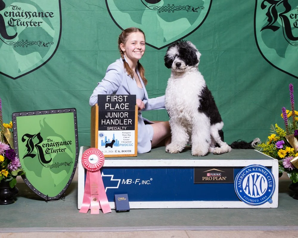 A young girl in a light blue blazer sits next to a black and white Portuguese Water Dog on a winner's platform at a dog show. They are surrounded by flowers and ribbons, with a green backdrop displaying the event's logo. The girl holds a first-place sign, and a pink ribbon awards the dog for junior handler specialty.