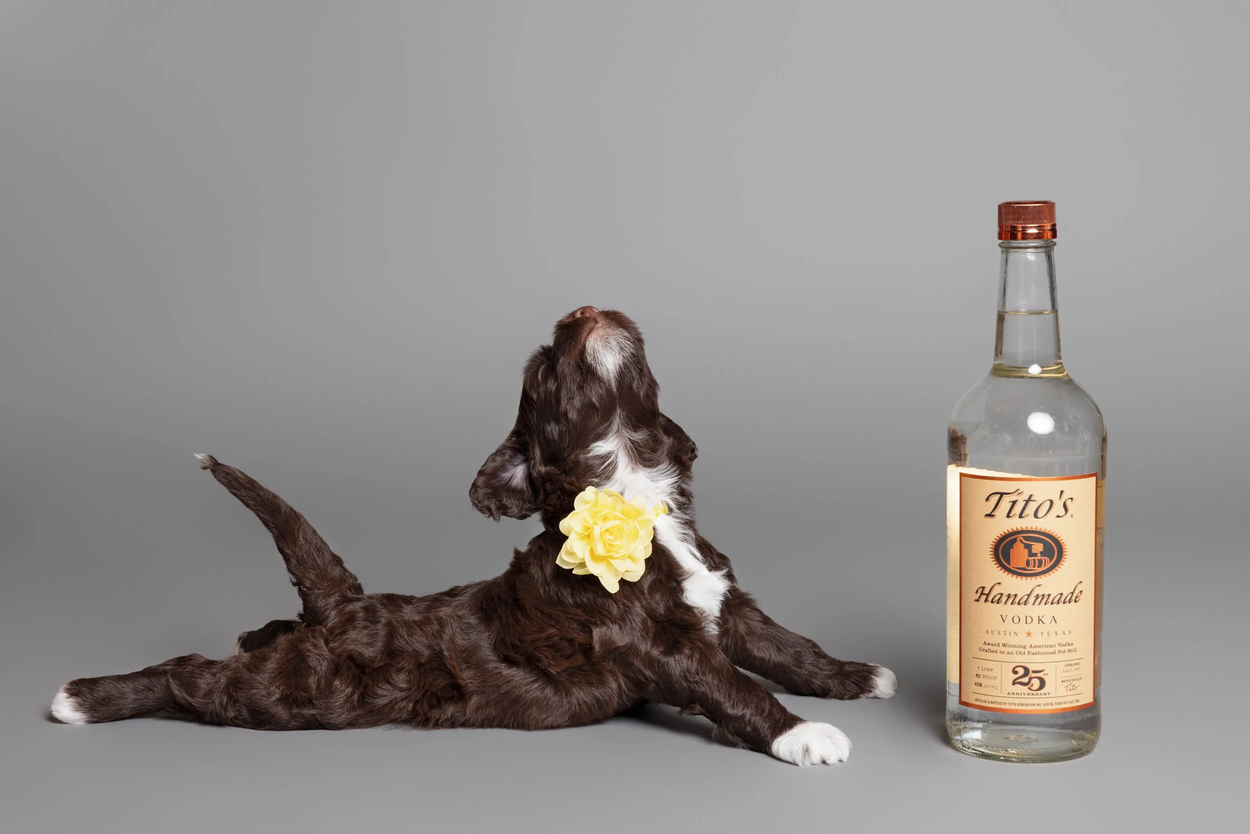 Puppies5Wks-080.jpg