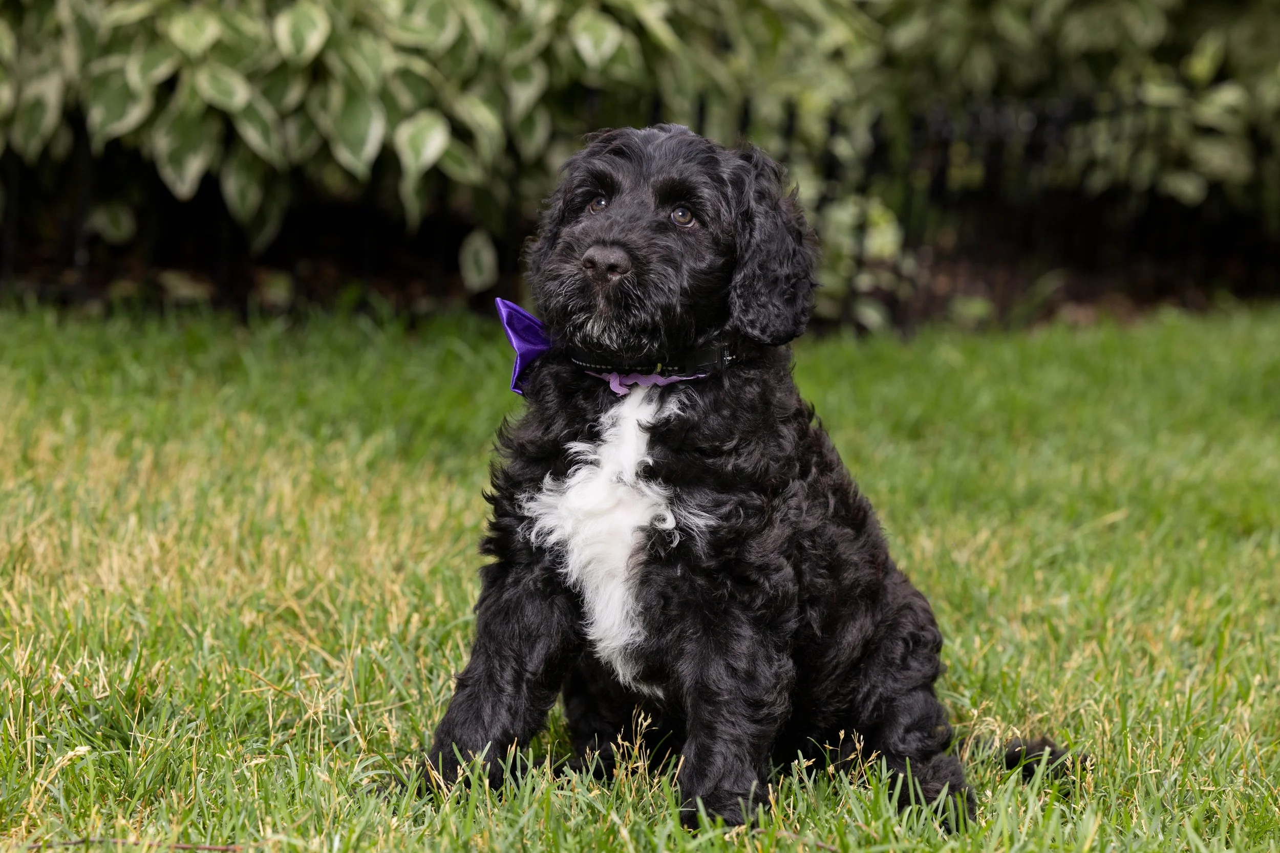 Puppies10Wks-006.jpg