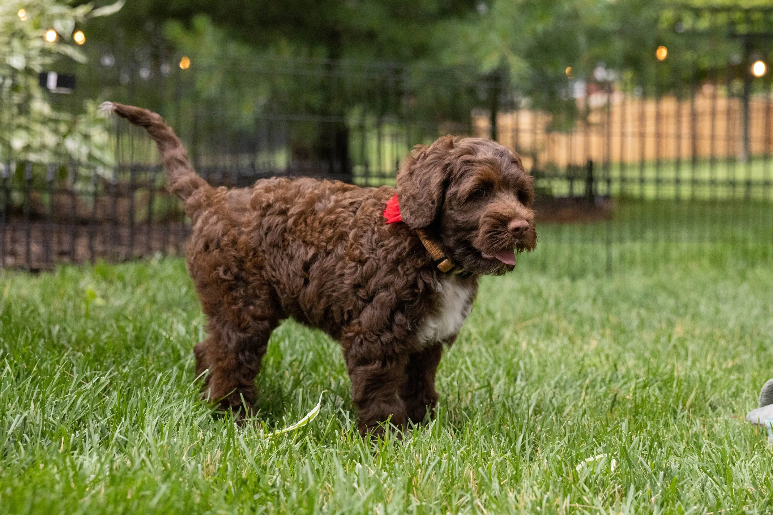 Puppies10Wks-072.jpg