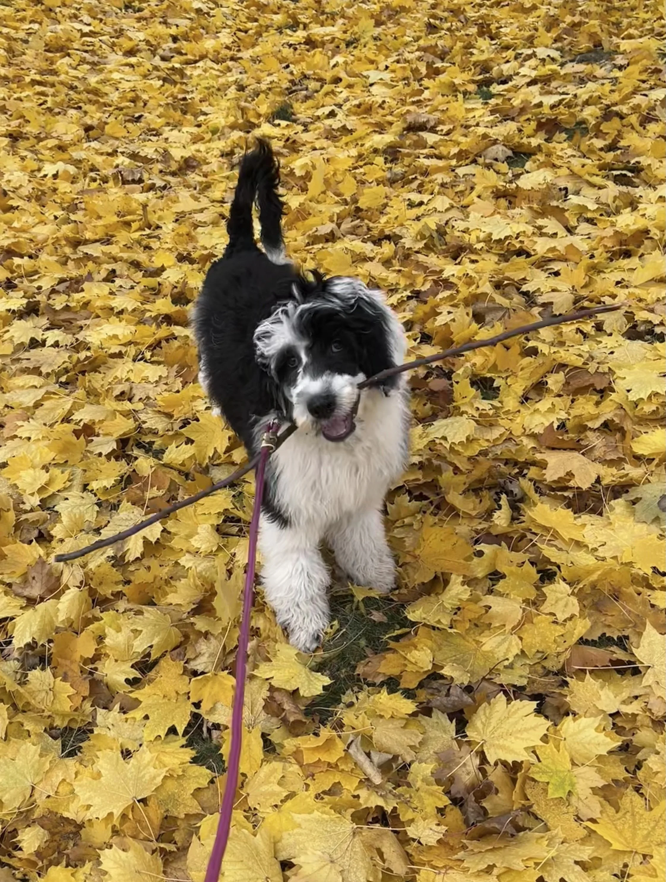A black and white puppy playing in a bed of yellow fallen leaves, holding a stick in its mouth, with a purple leash attached to its collar.
