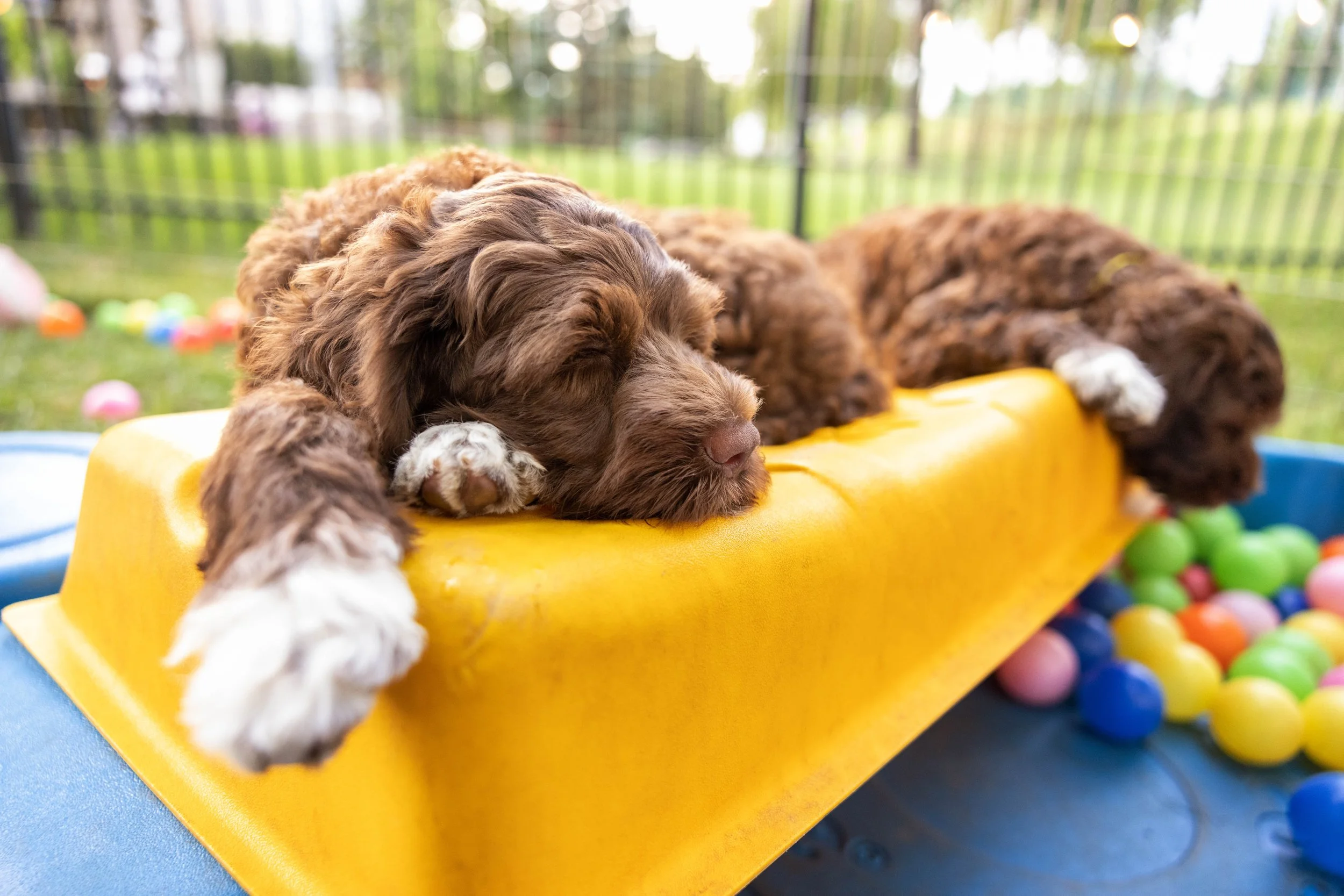 Puppies10Wks-167.jpg