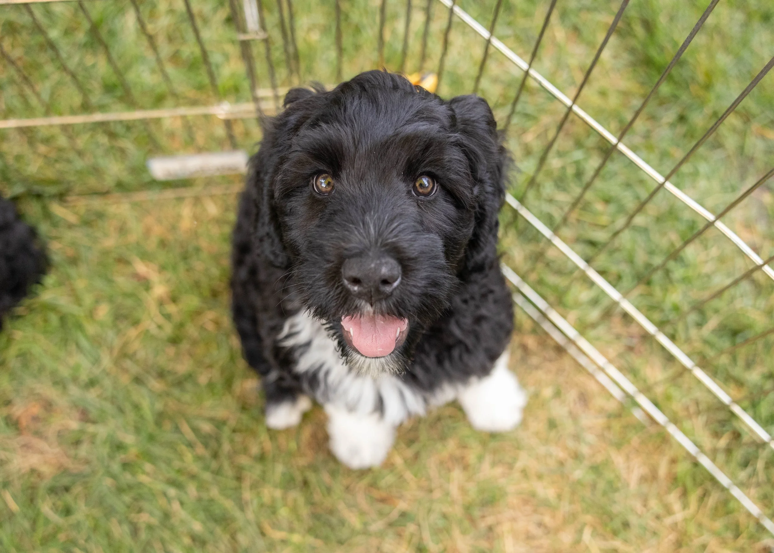 Puppies10Wks-154.jpg