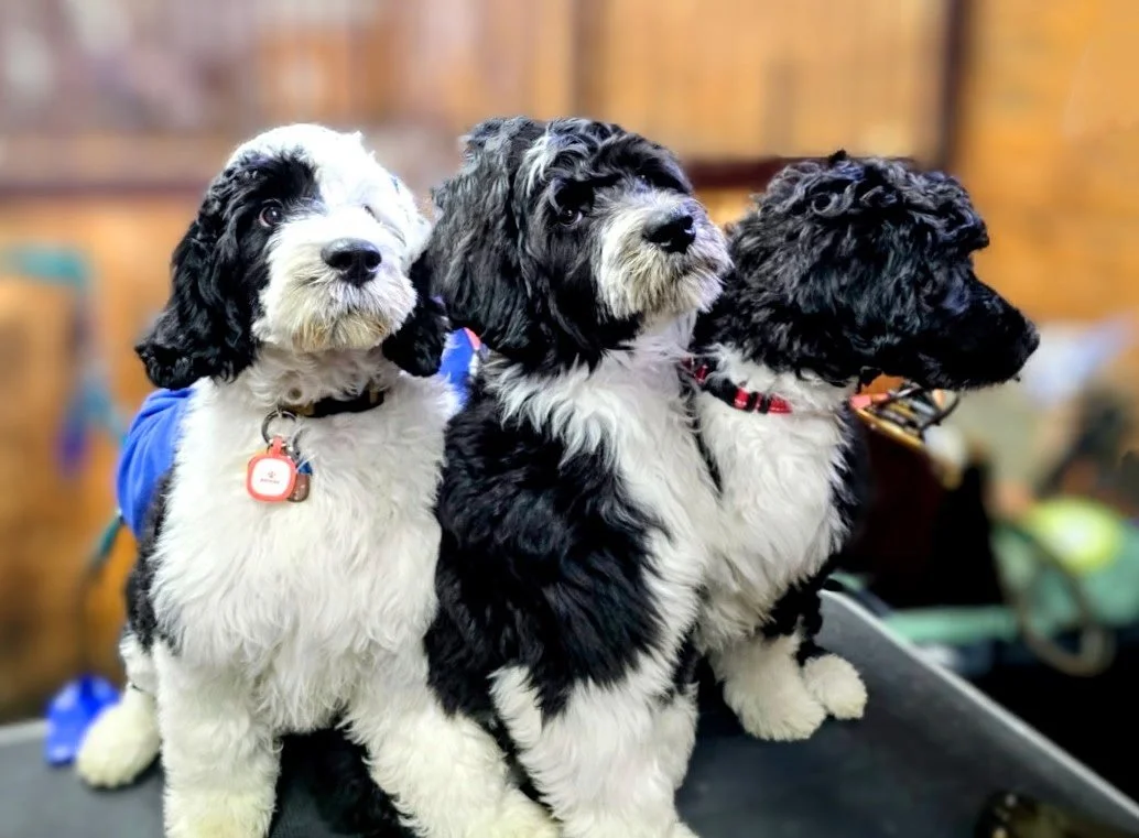 6649997151821924671.JPG